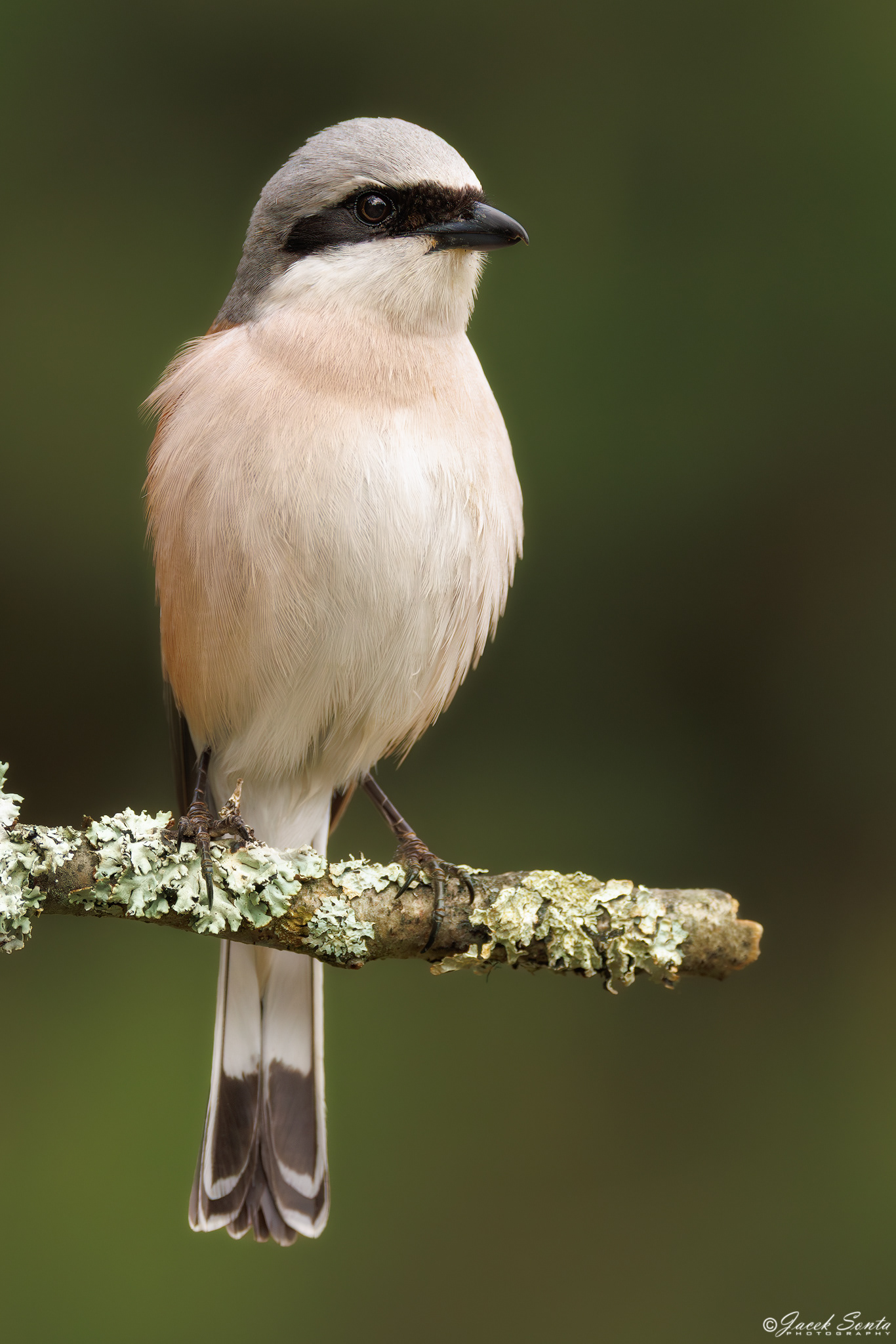 ID140525 - Gąsiorek