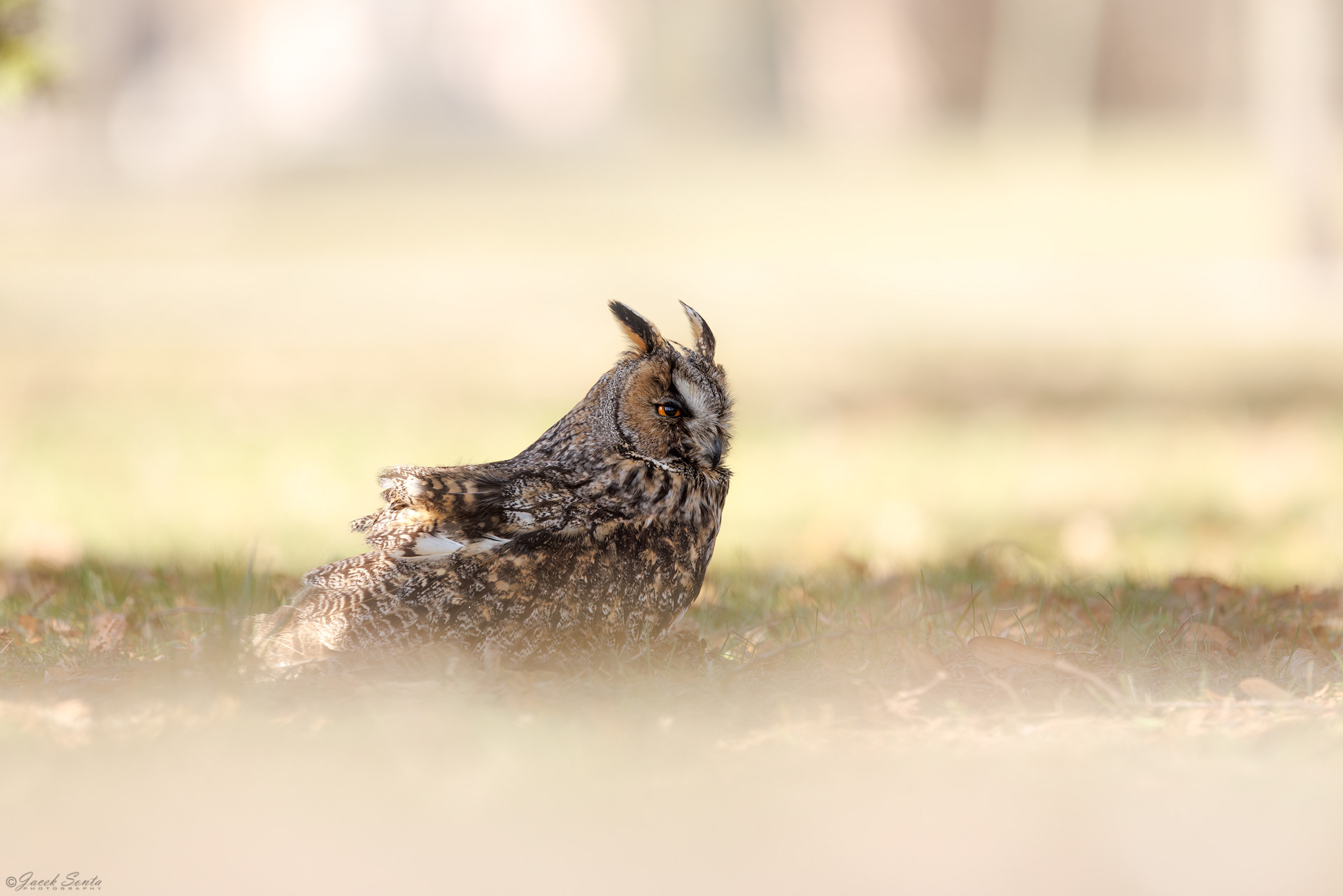 ID180326 - Sowa uszata-Asio otus-Long-eared ow #5