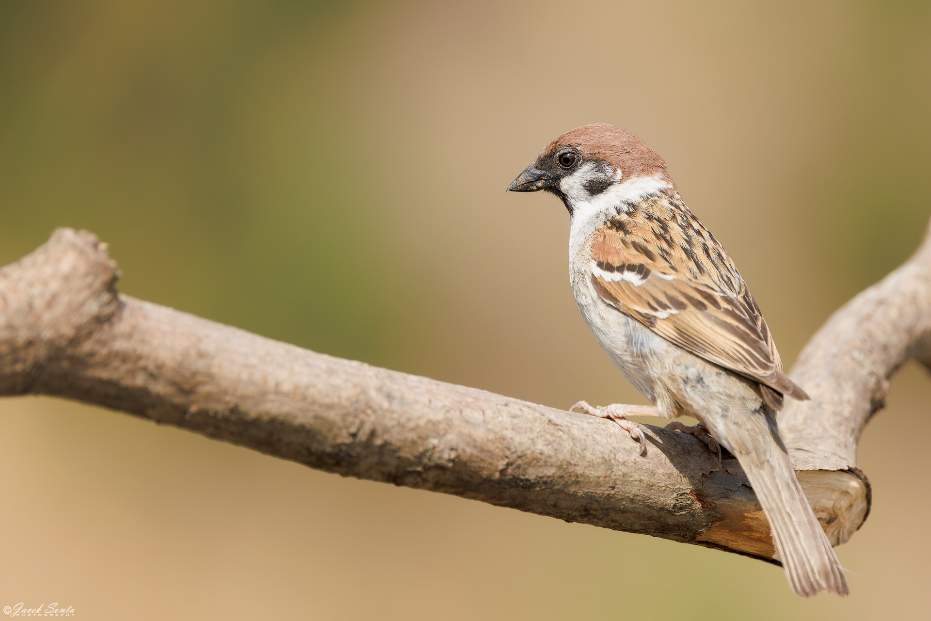 ID220626 - Mazurek-Passer montanus-Tree sparrow