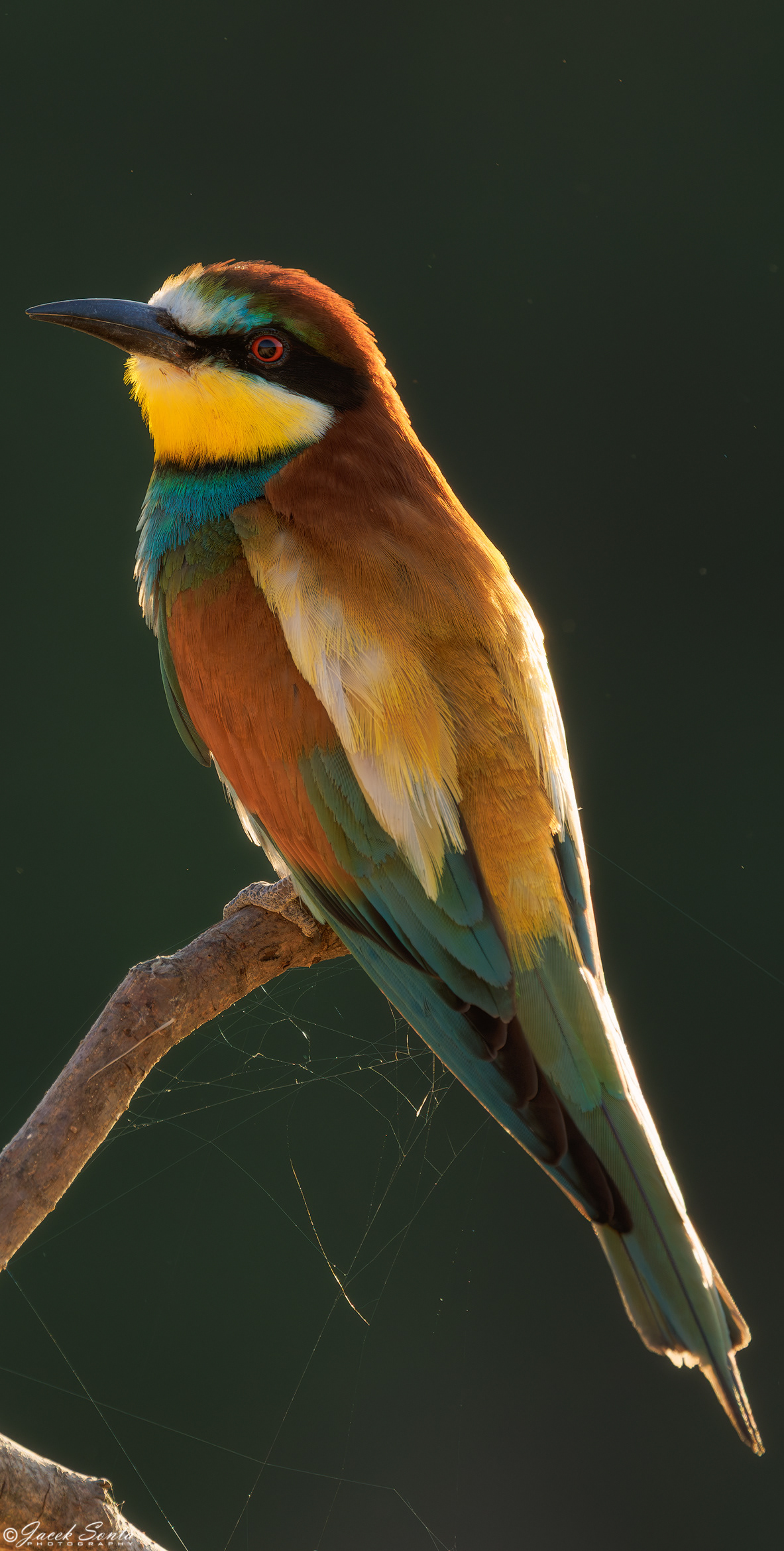 ID250626 - Żołna-Merops apiaster-Bee-eater_Vertical_SS
