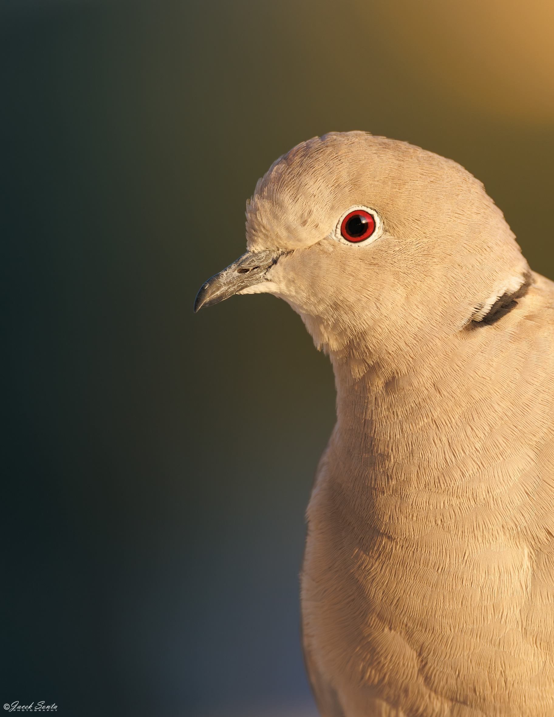 ID26092025 - sierpówka