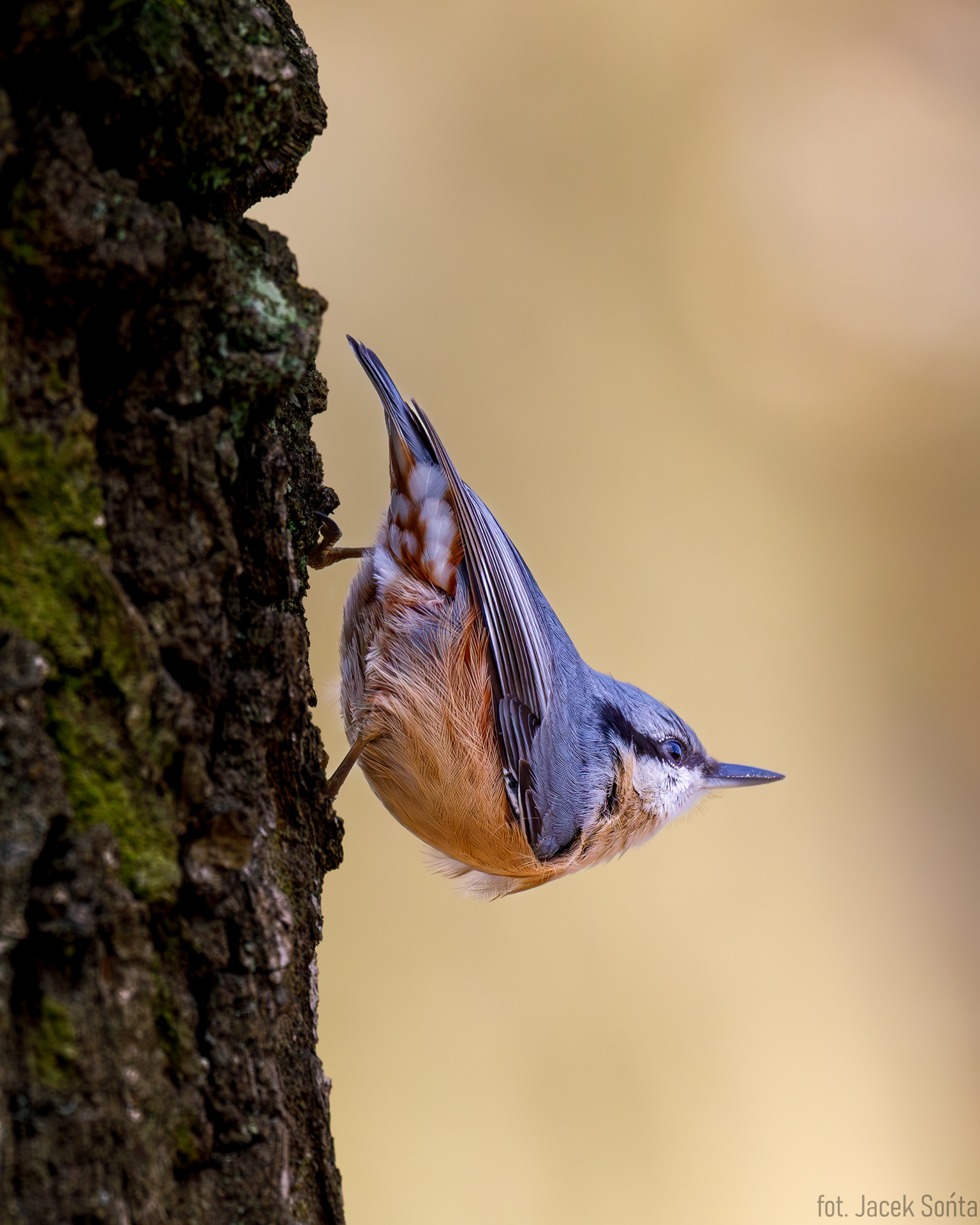 ID041123-Nuthatch - Kowalik