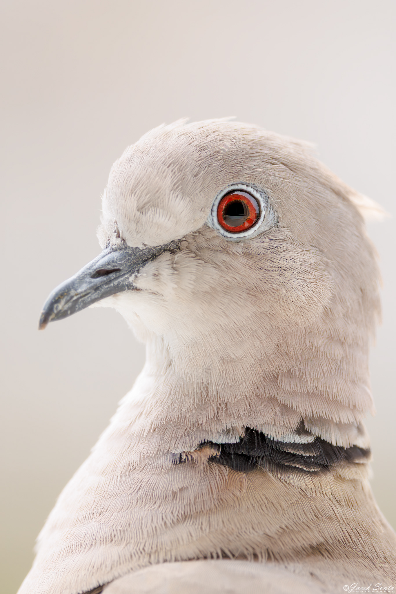 ID300625 - Sierpówka