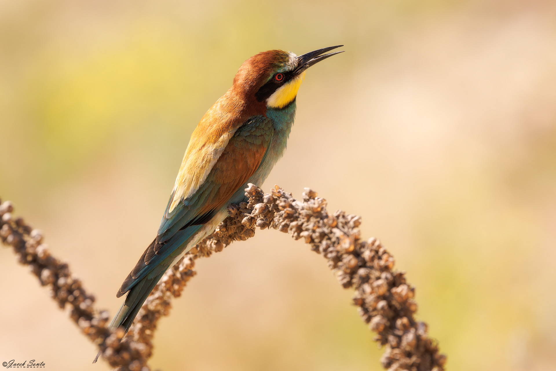 ID270626 - Żołna-Merops apiaster-Bee-eater