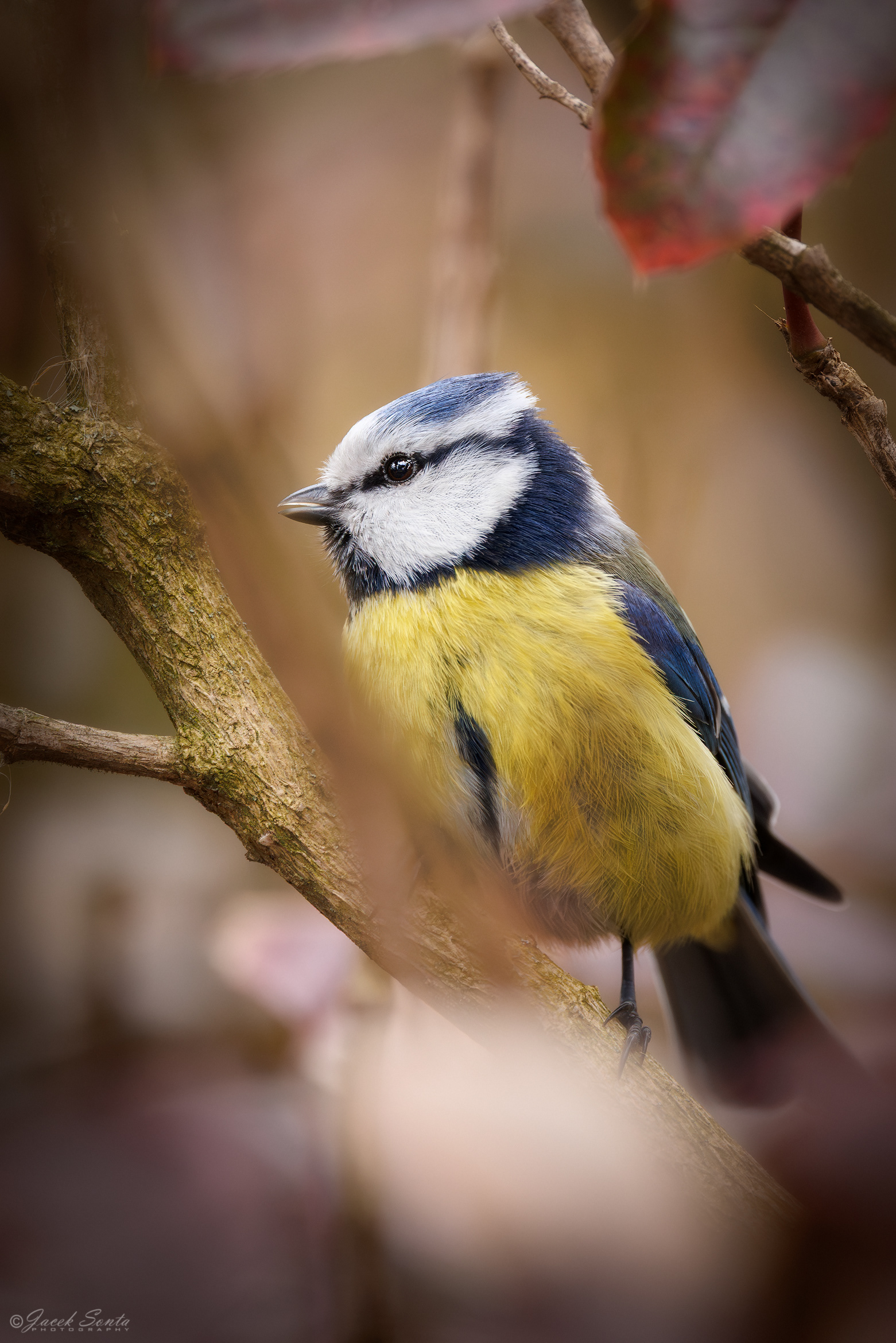 ID250226 - Modraszka - Blue tit