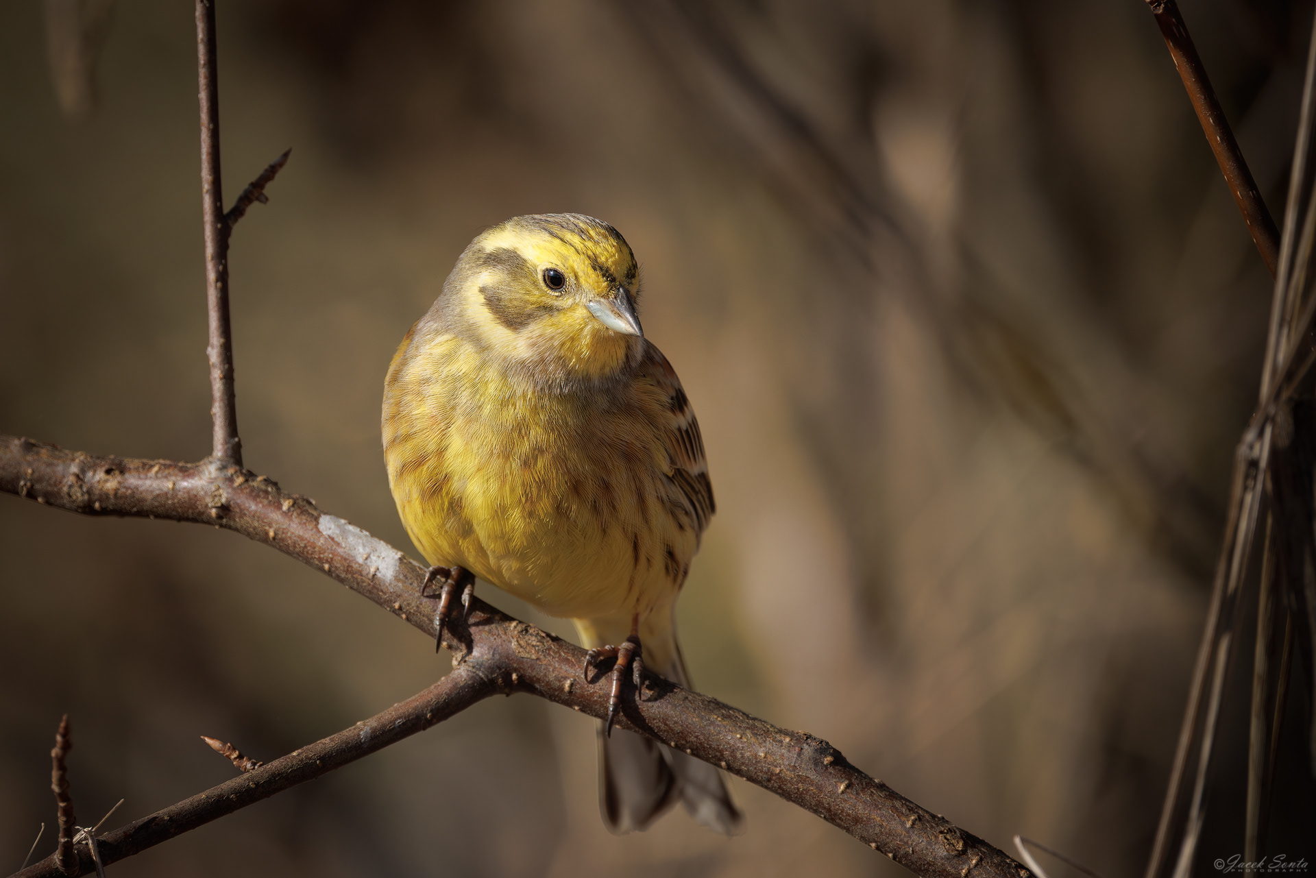 070326 - Trznadel - Yellowhammer
