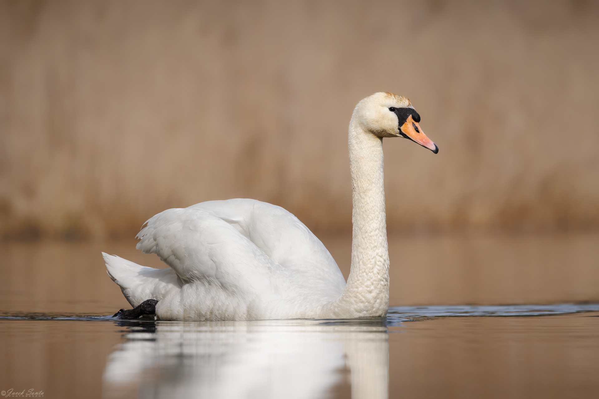 ID150326 - Łabędź