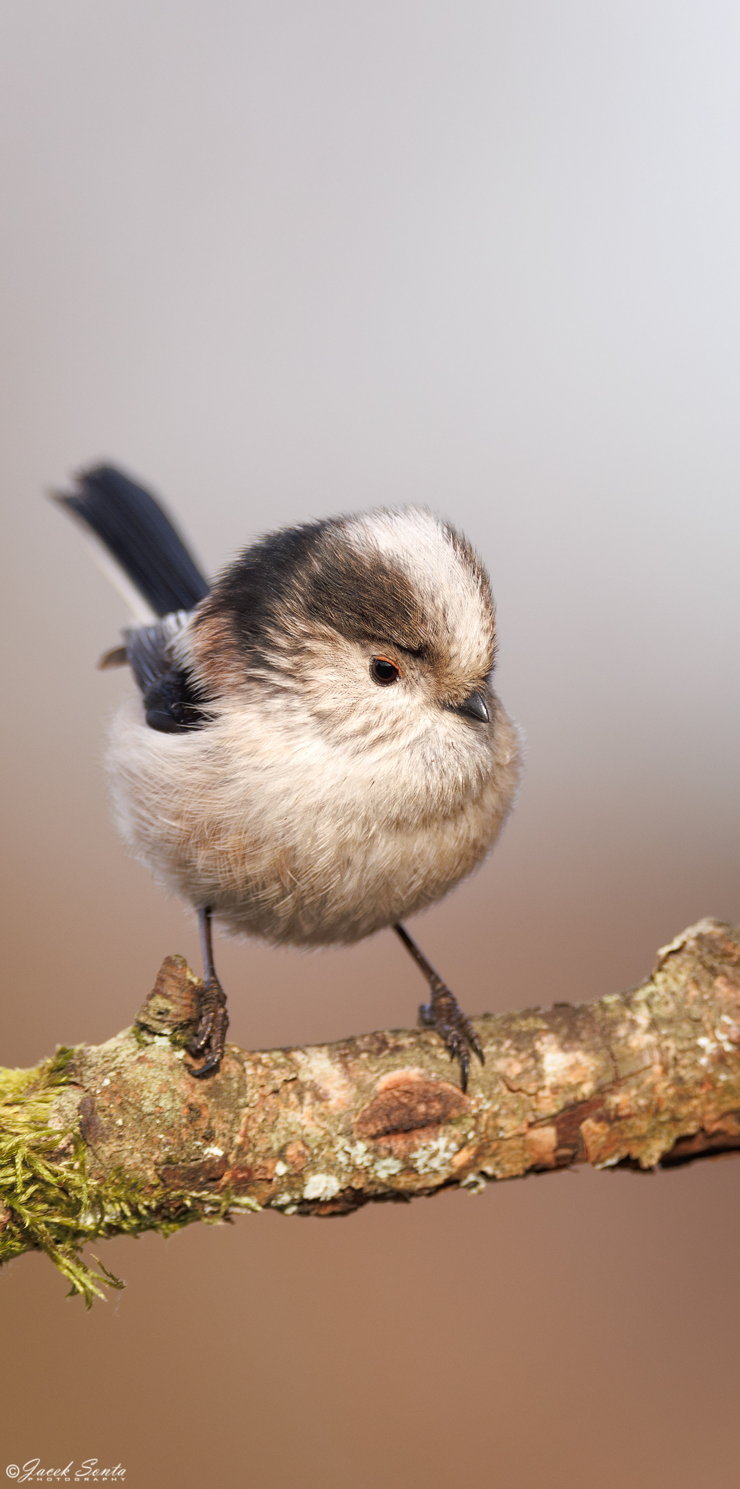 ID270125 - Raniuszek _V