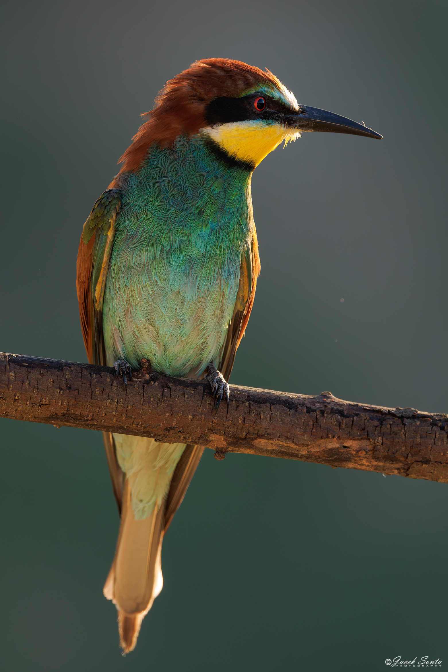 ID270626 - Żołna-Merops apiaster-Bee-eater_Vertical