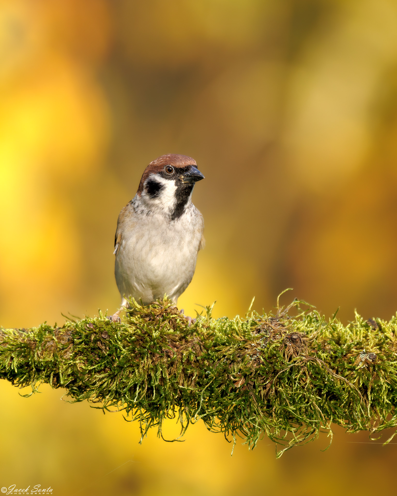 ID171024 - Mazurek - Tree sparrow