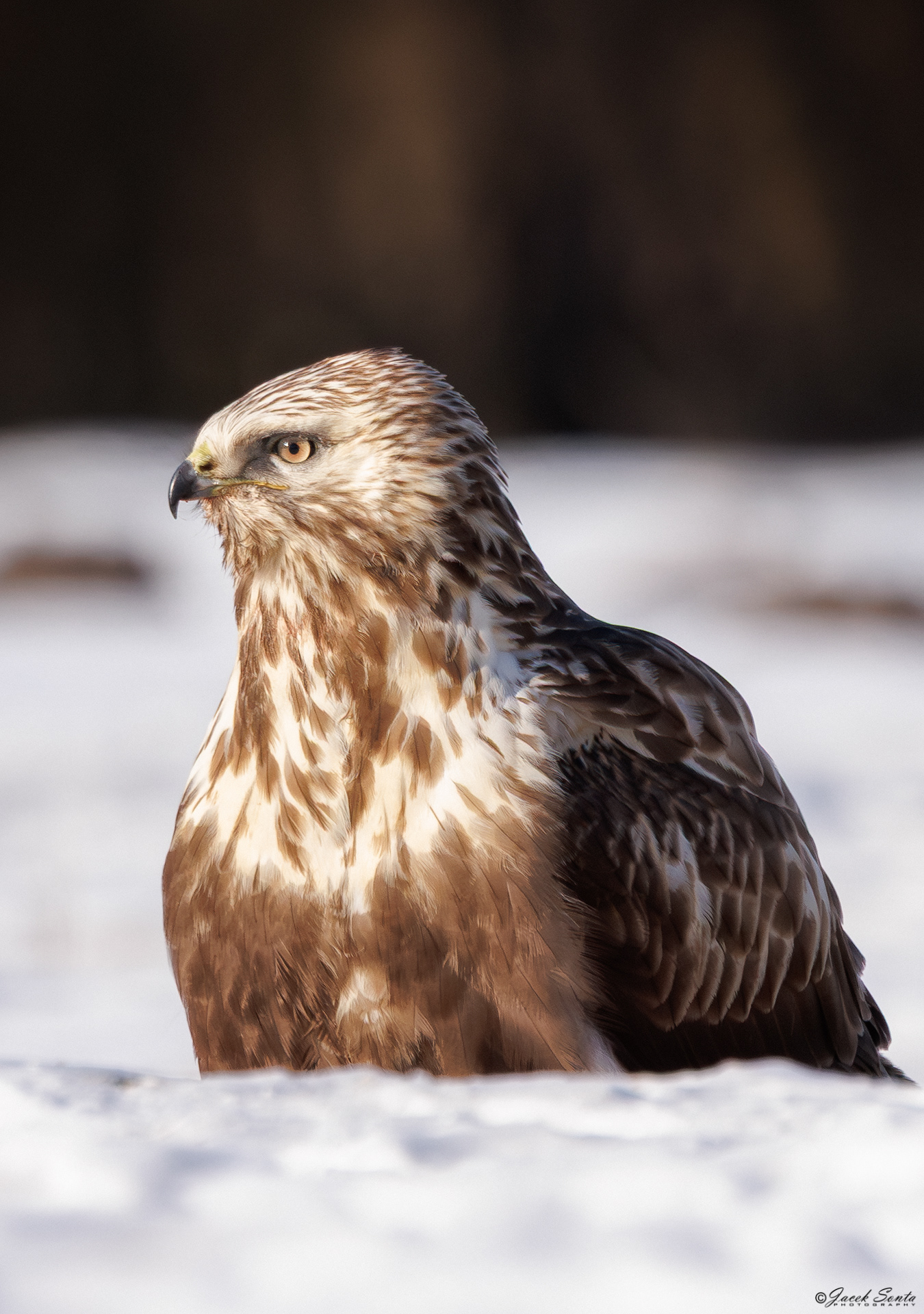 ID01022026 - Myszołów włochaty - Rough-legged Buzzard #6