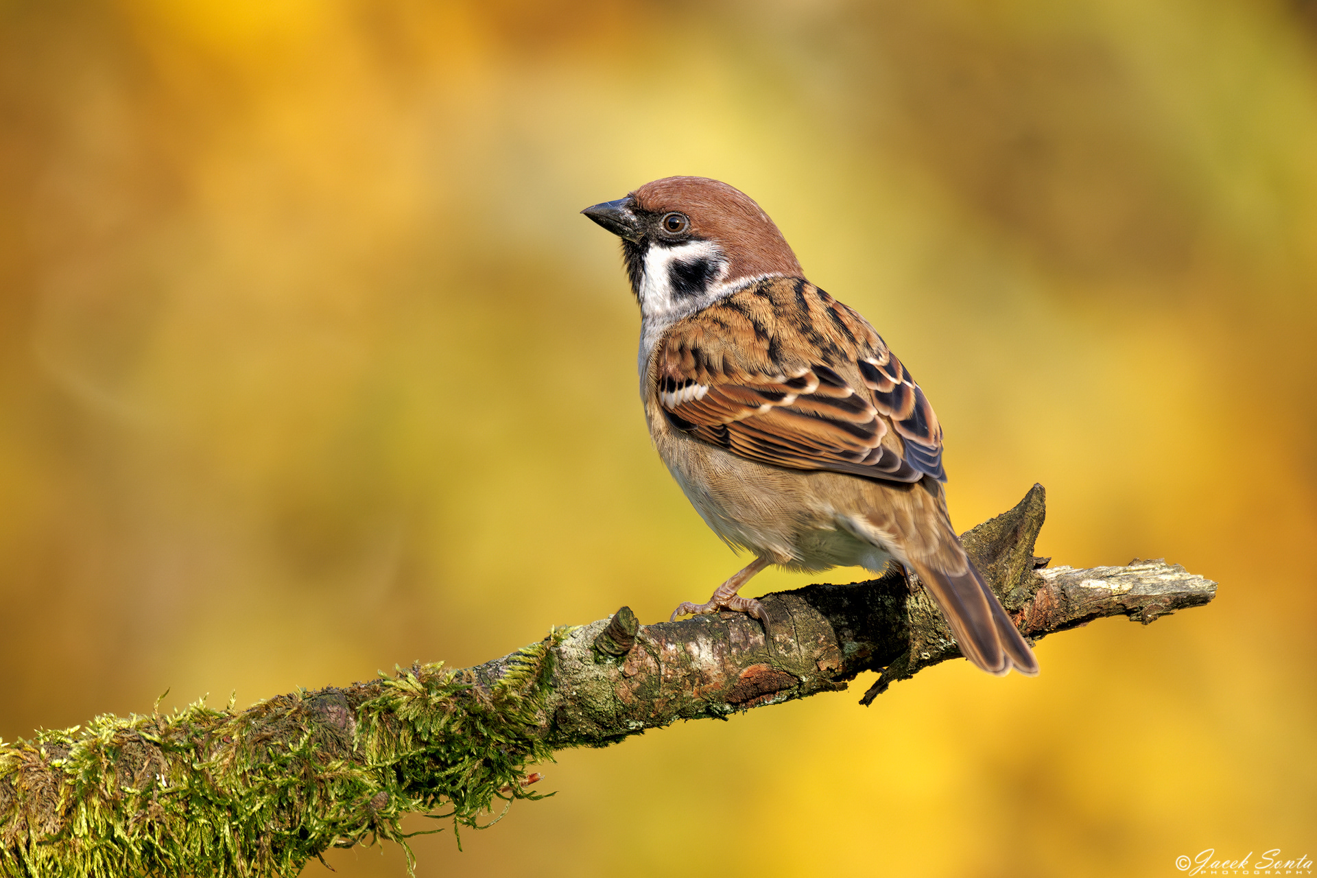 ID171024 - Mazurek - Tree sparrow #4
