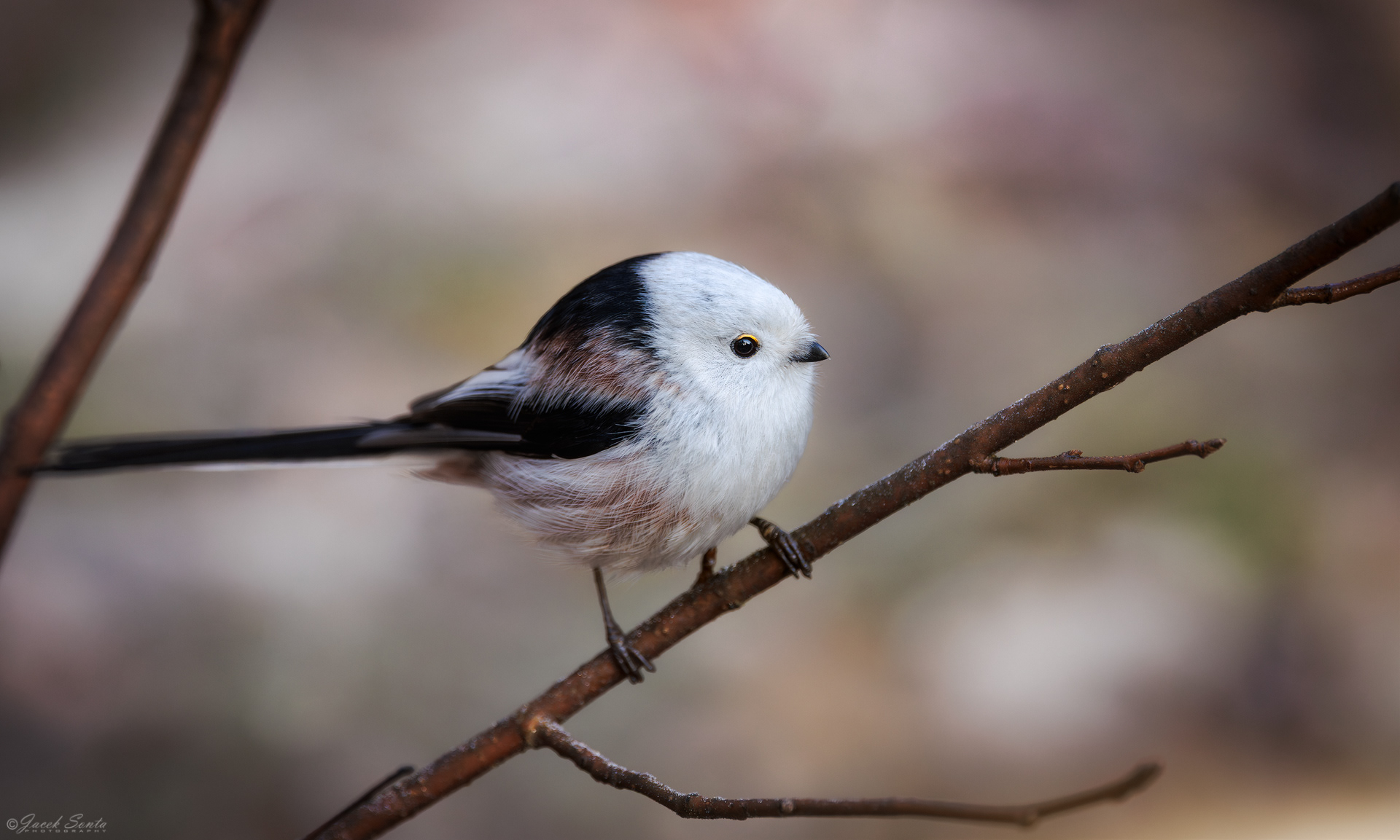 ID280226 - Raniuszek - Long-tail tit
