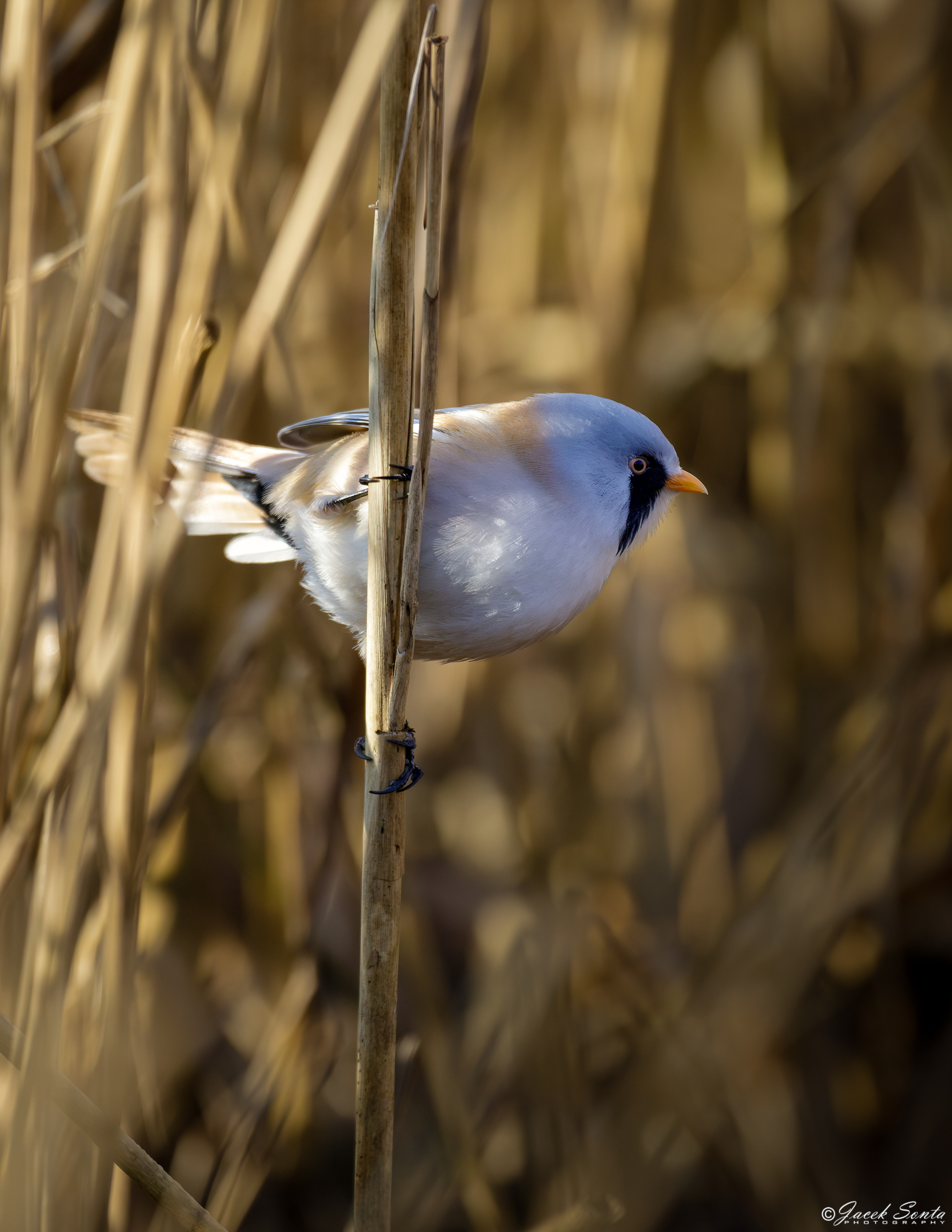 ID030324-Bearded tit - Wąsatka