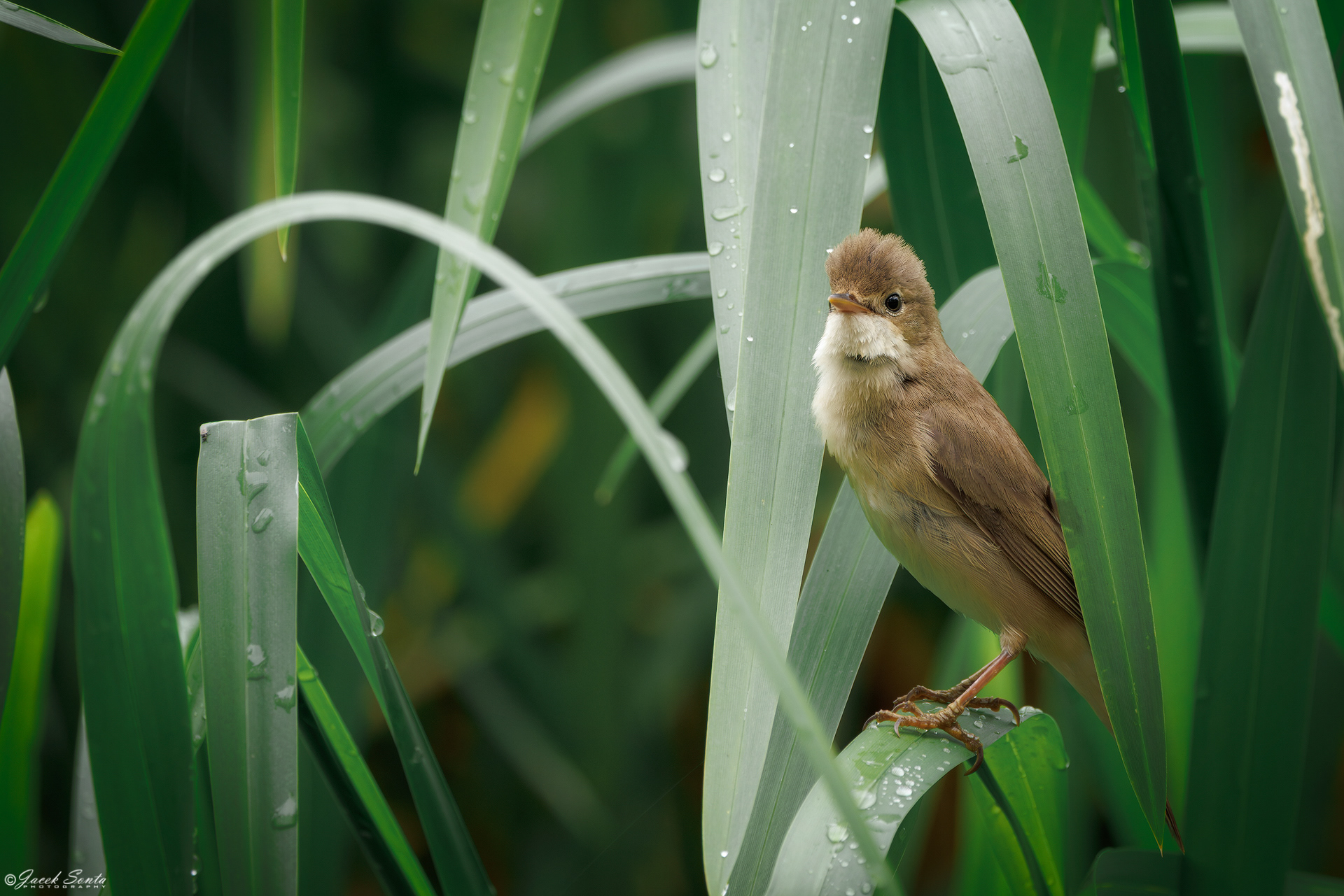 ID070625 - Łozówka - Marsh warbler