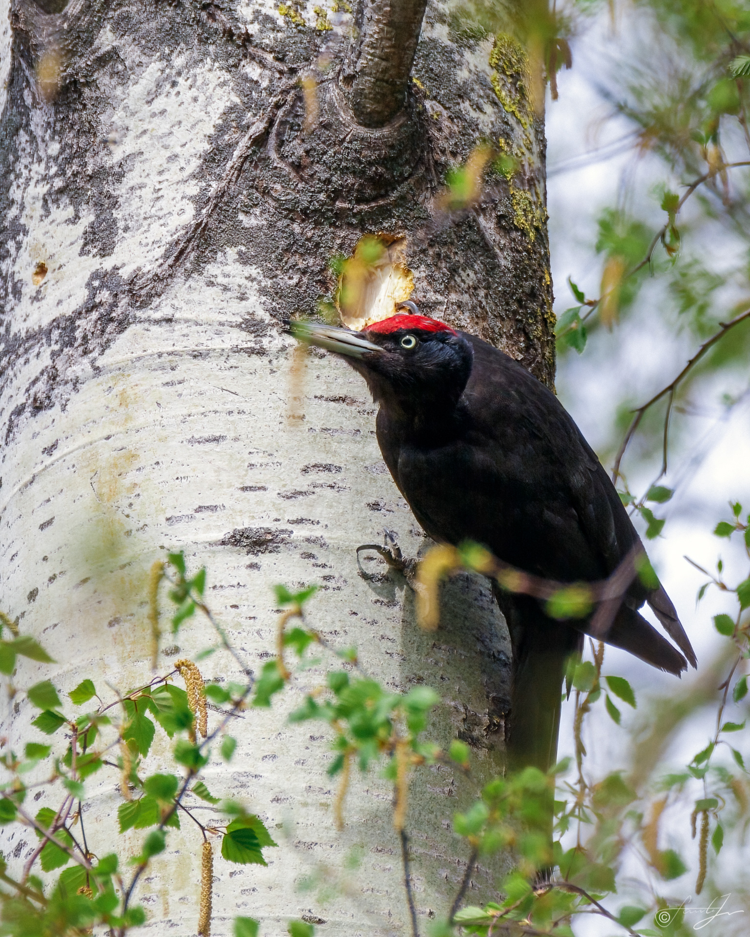ID300422-Dzięcioł czarny