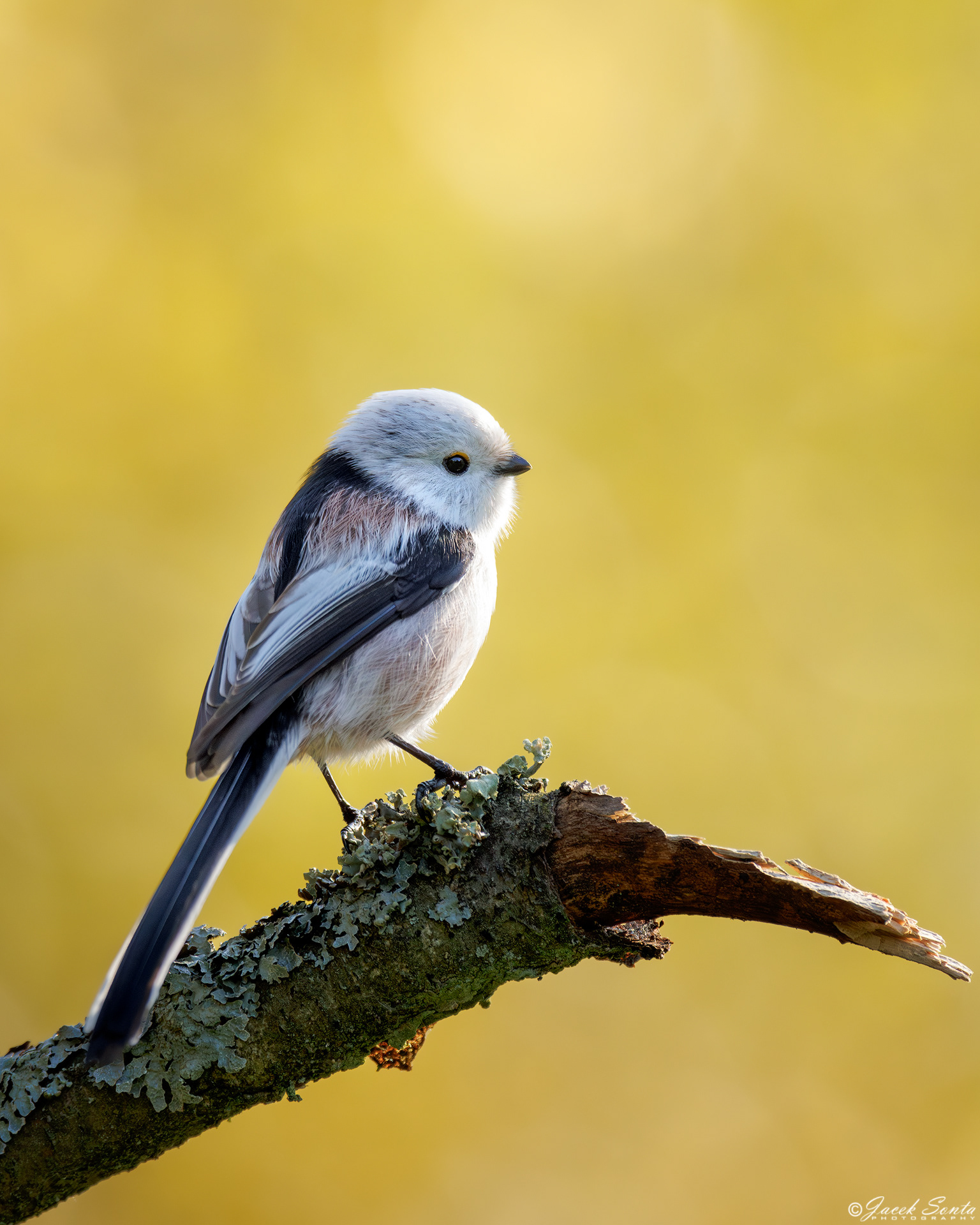 ID161024 - Raniuszek - Long tailed tit #2
