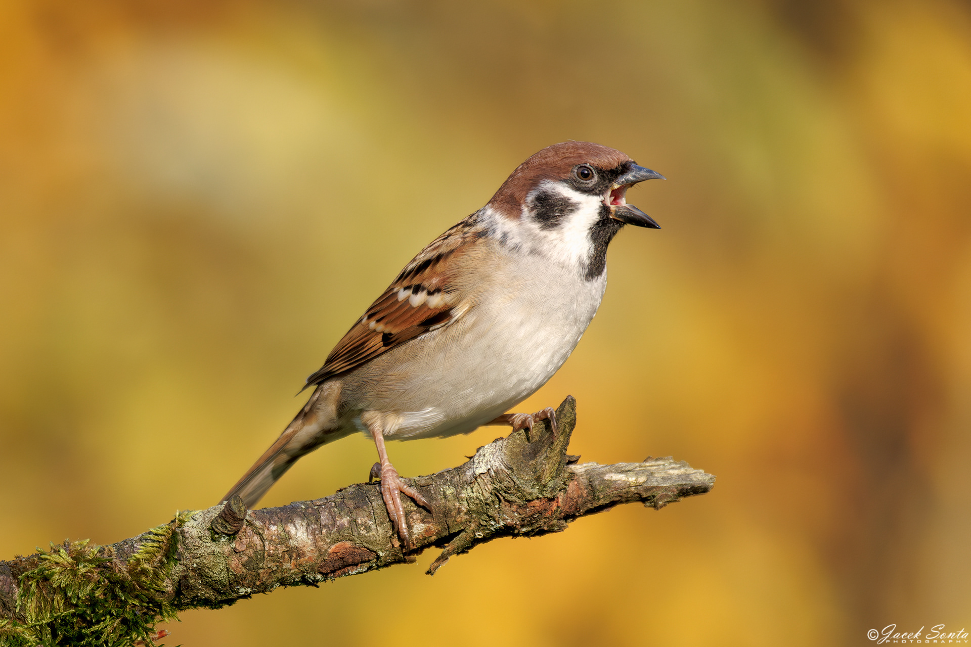 ID171024 - Mazurek - Tree sparrow #3