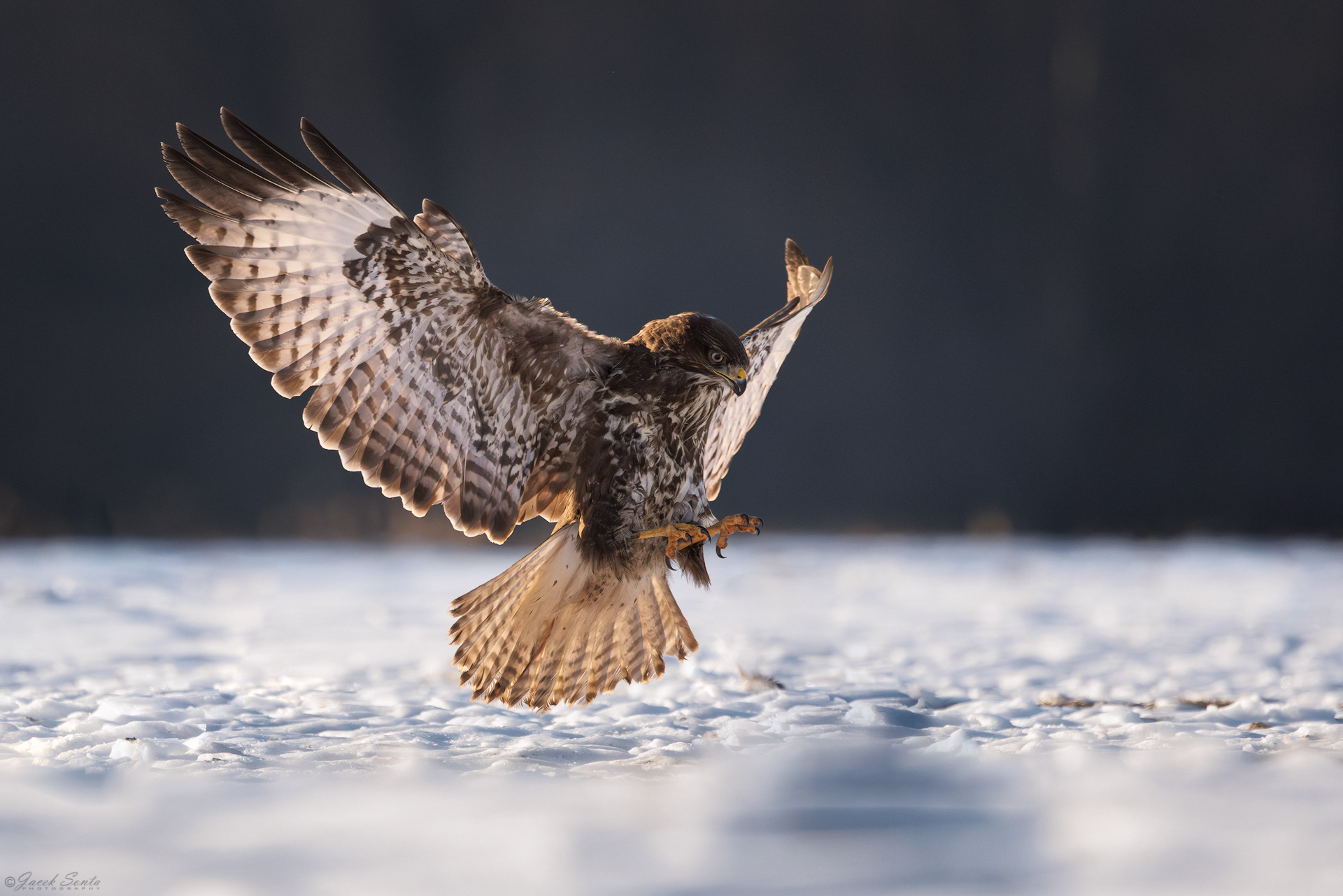 ID01022026 - Myszołów - Buzzard #7