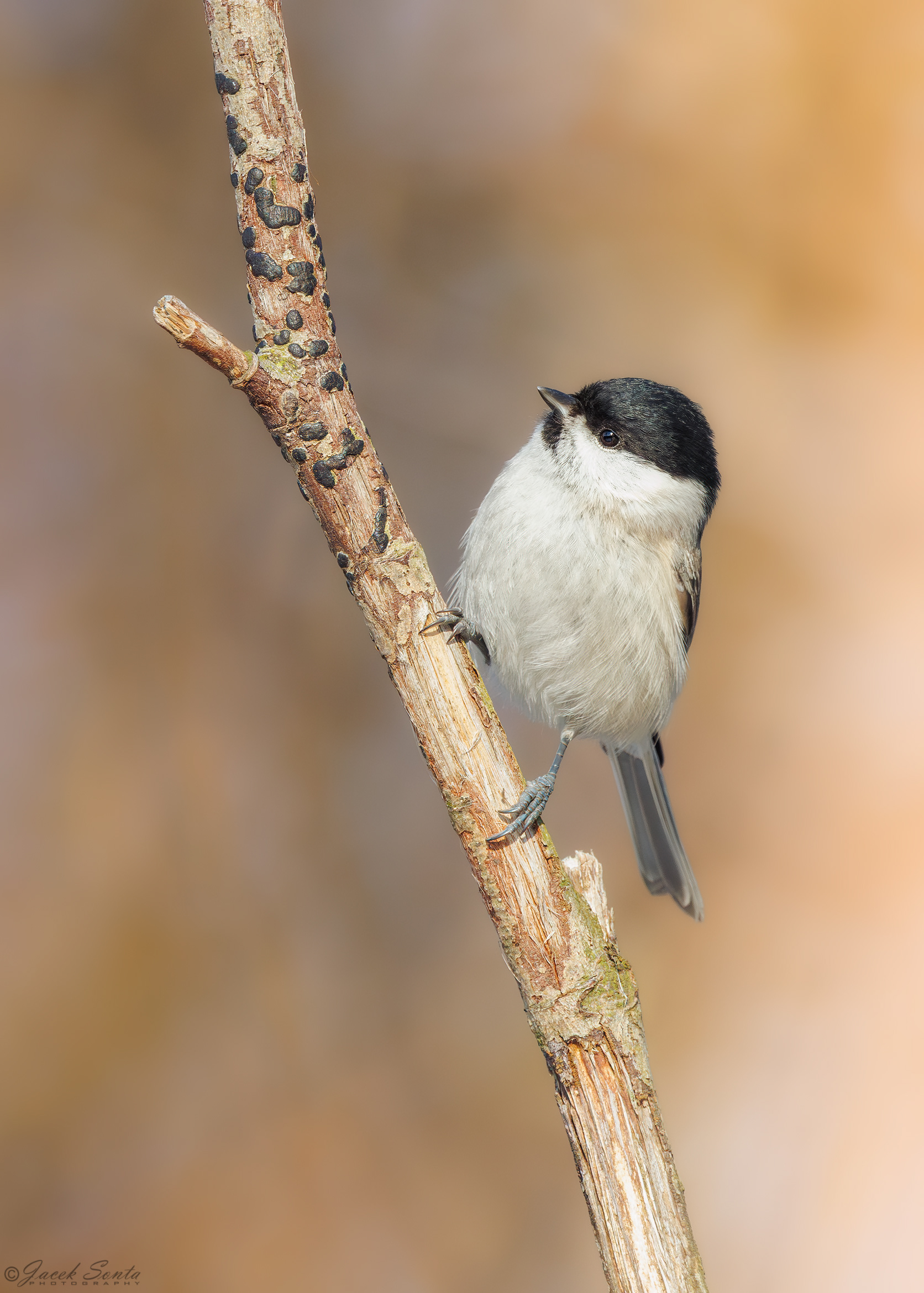 ID170126 - Sikora uboga - Marsh tit