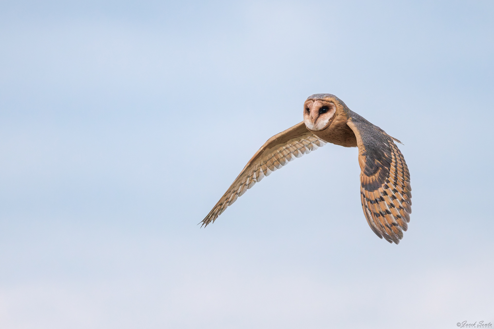 ID170326 - Płomykówka-Tyto alba-Barn owl #2
