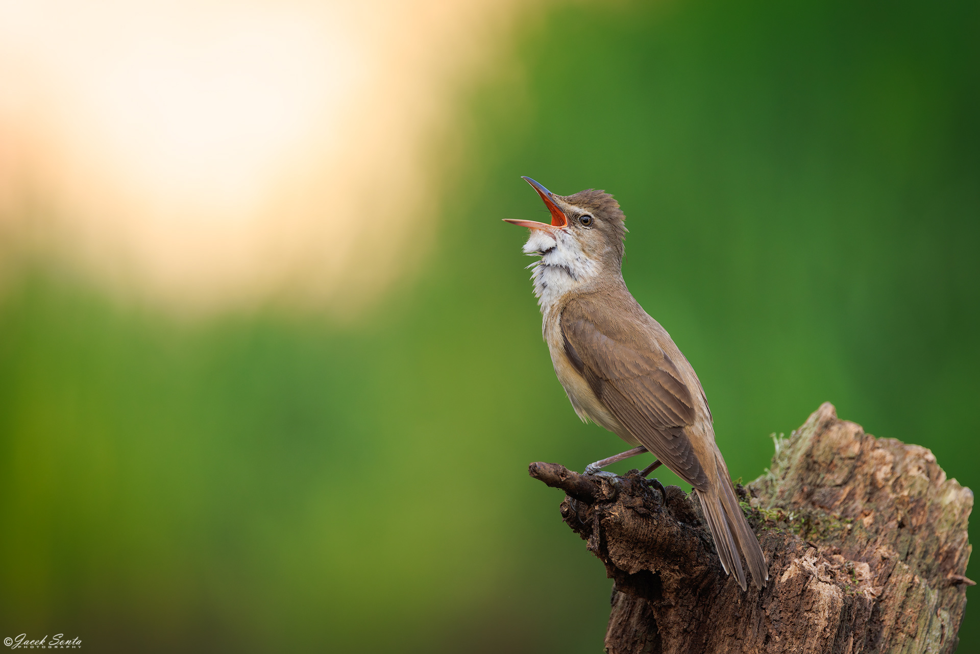 ID010625 - Trzciniak - Reed Warbler