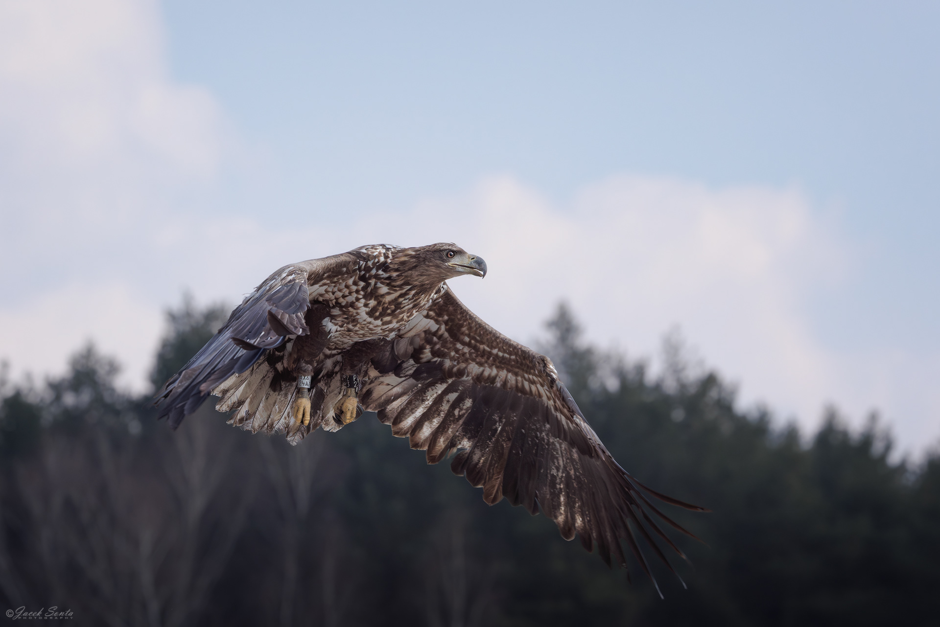 ID190326 - Bielik-Haliaeetus albicilla-White-tailed eagle #3