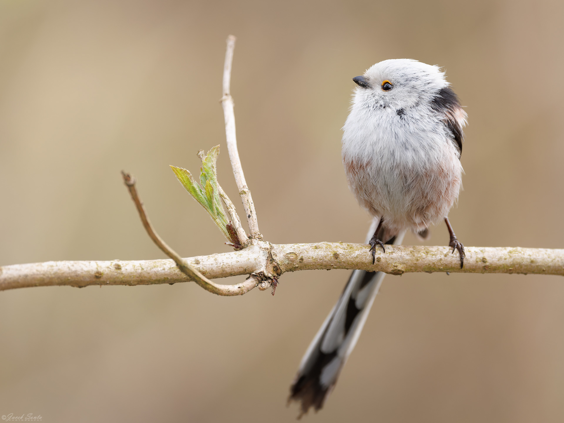 ID040426 - Raniuszek-Aegithalos caudatus-Long-tail tit