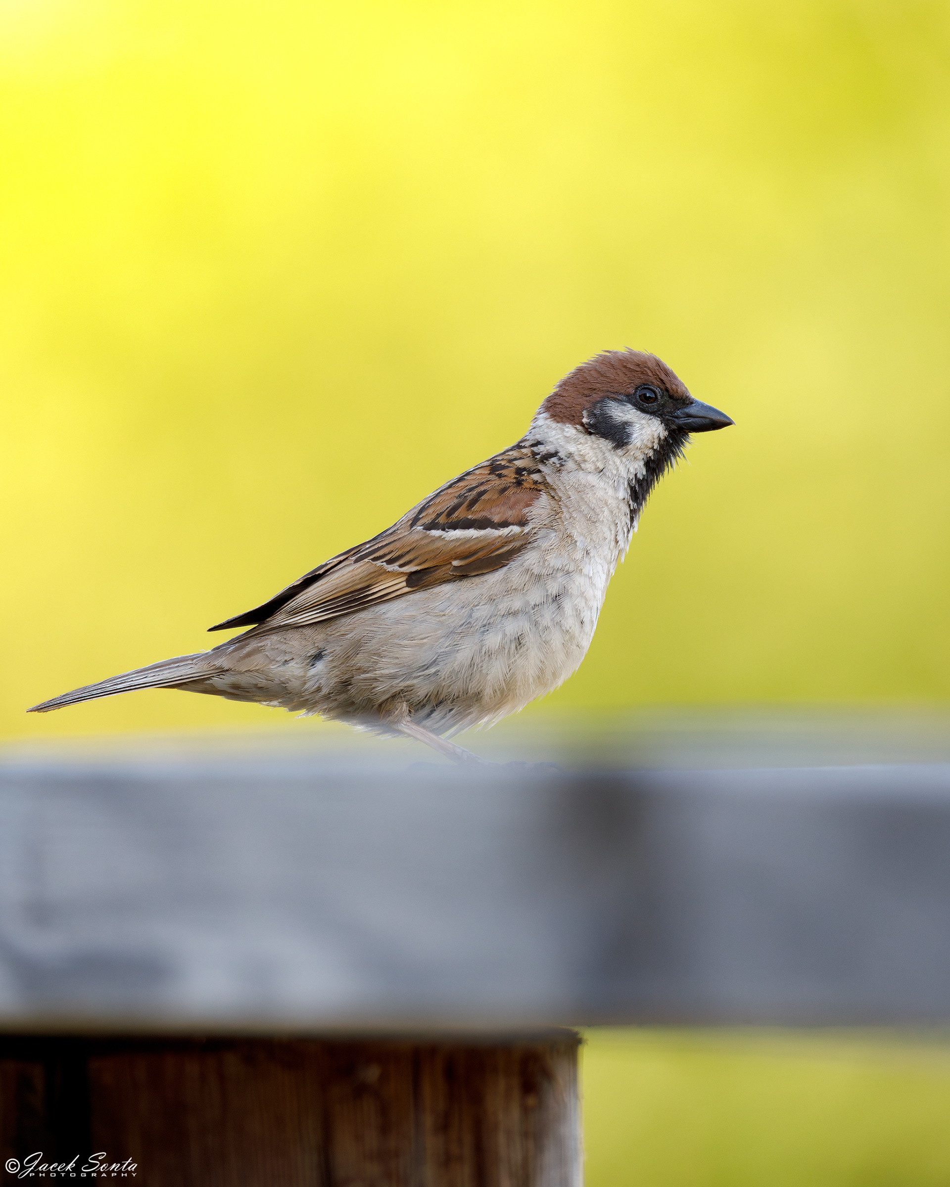ID030824 - Eurasian tree sparrow - Mazurek