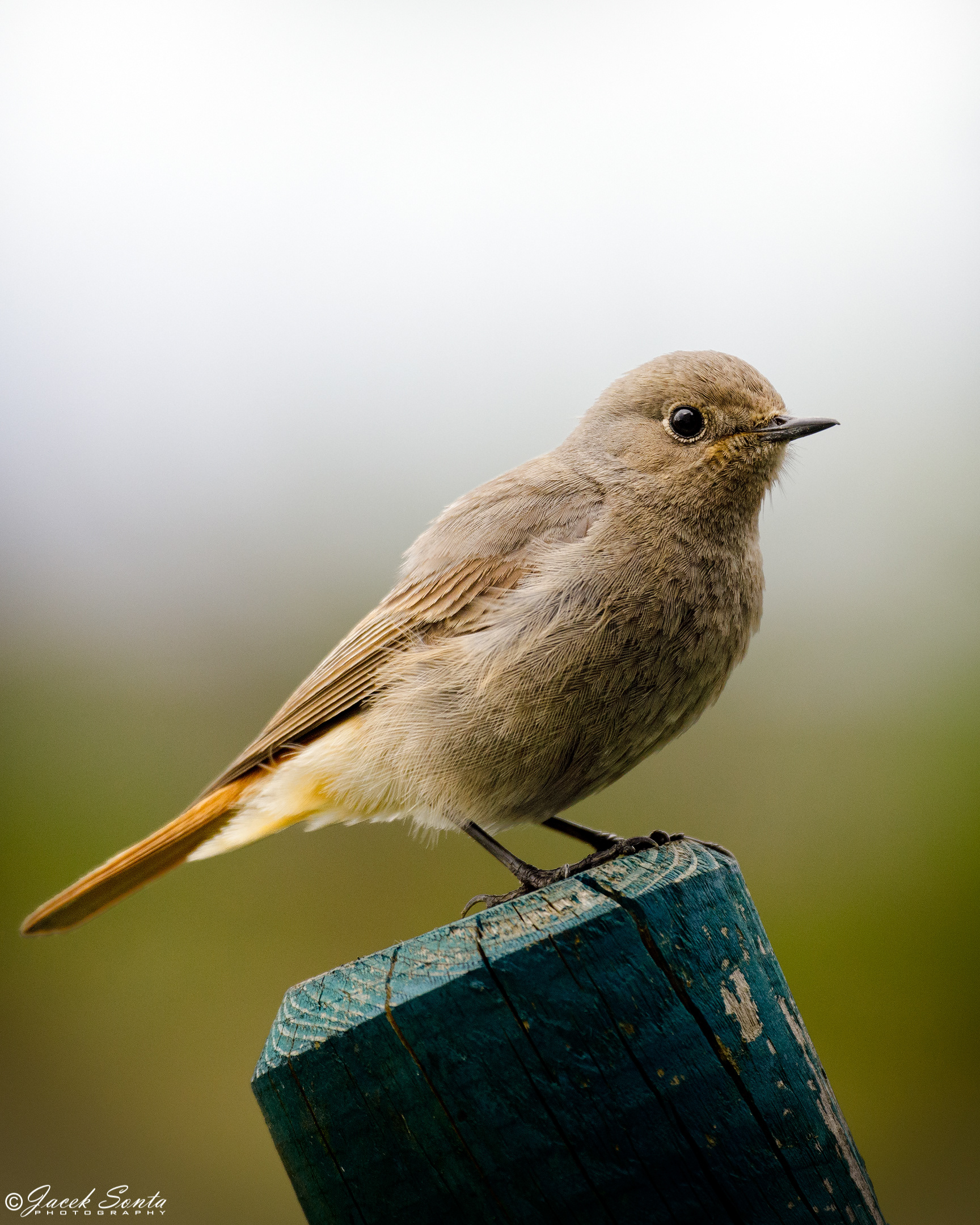 ID260524 - Black redstart - Kopciuszek #4