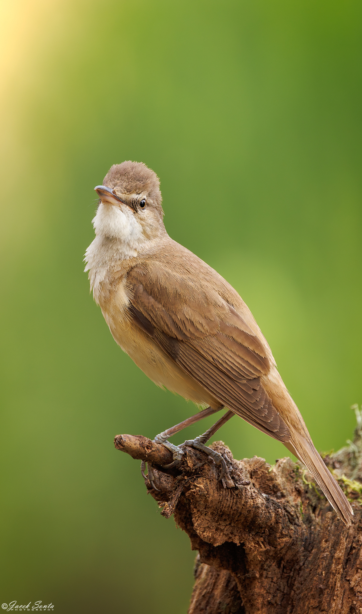 ID010625 - Trzciniak - Reed Warbler #3v