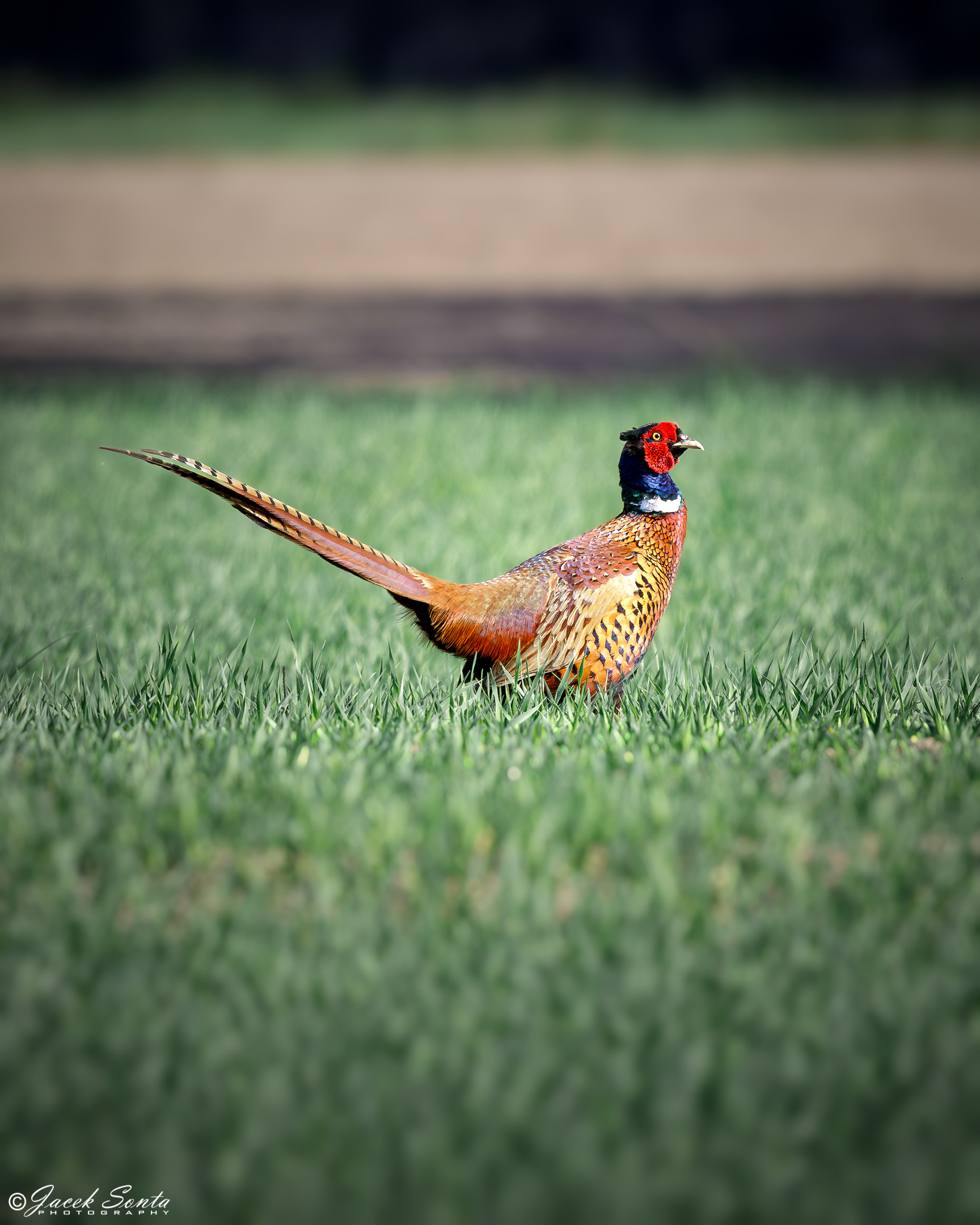 ID080524 - Pheasant - Bażant
