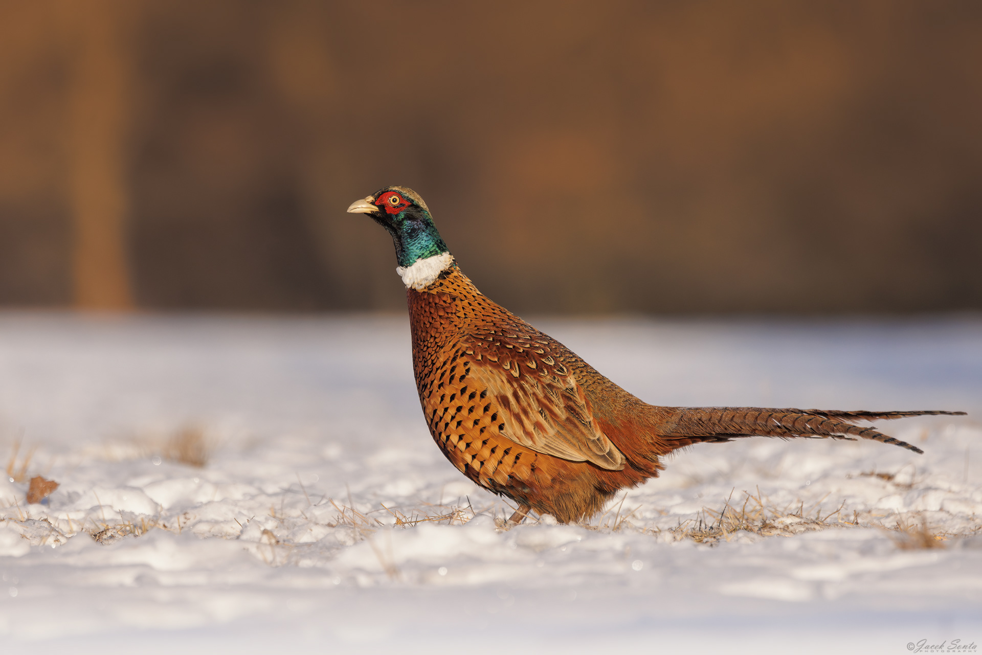 ID01022026 - Bażant - Pheasant