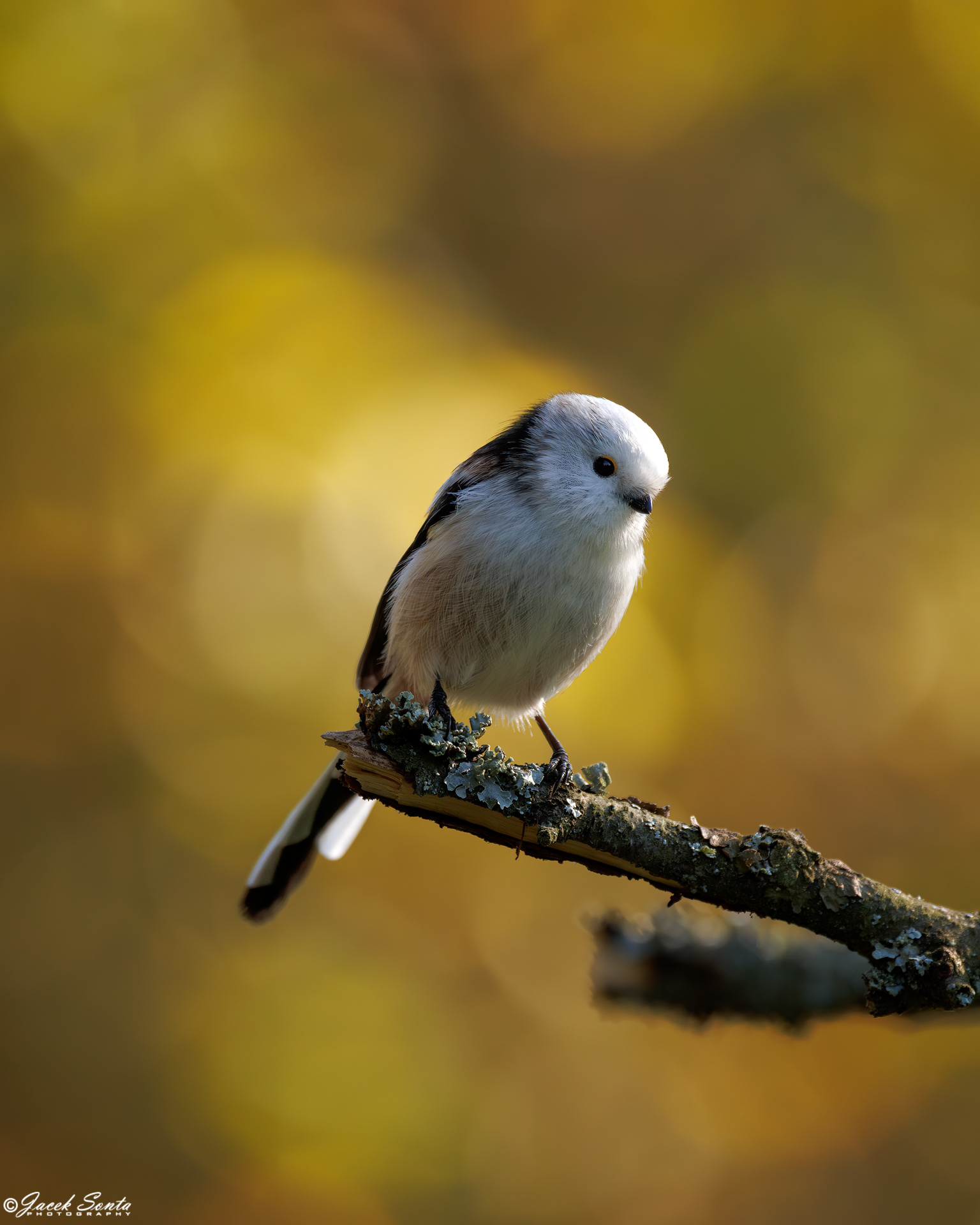 ID161024 - Raniuszek - Long tailed tit #3