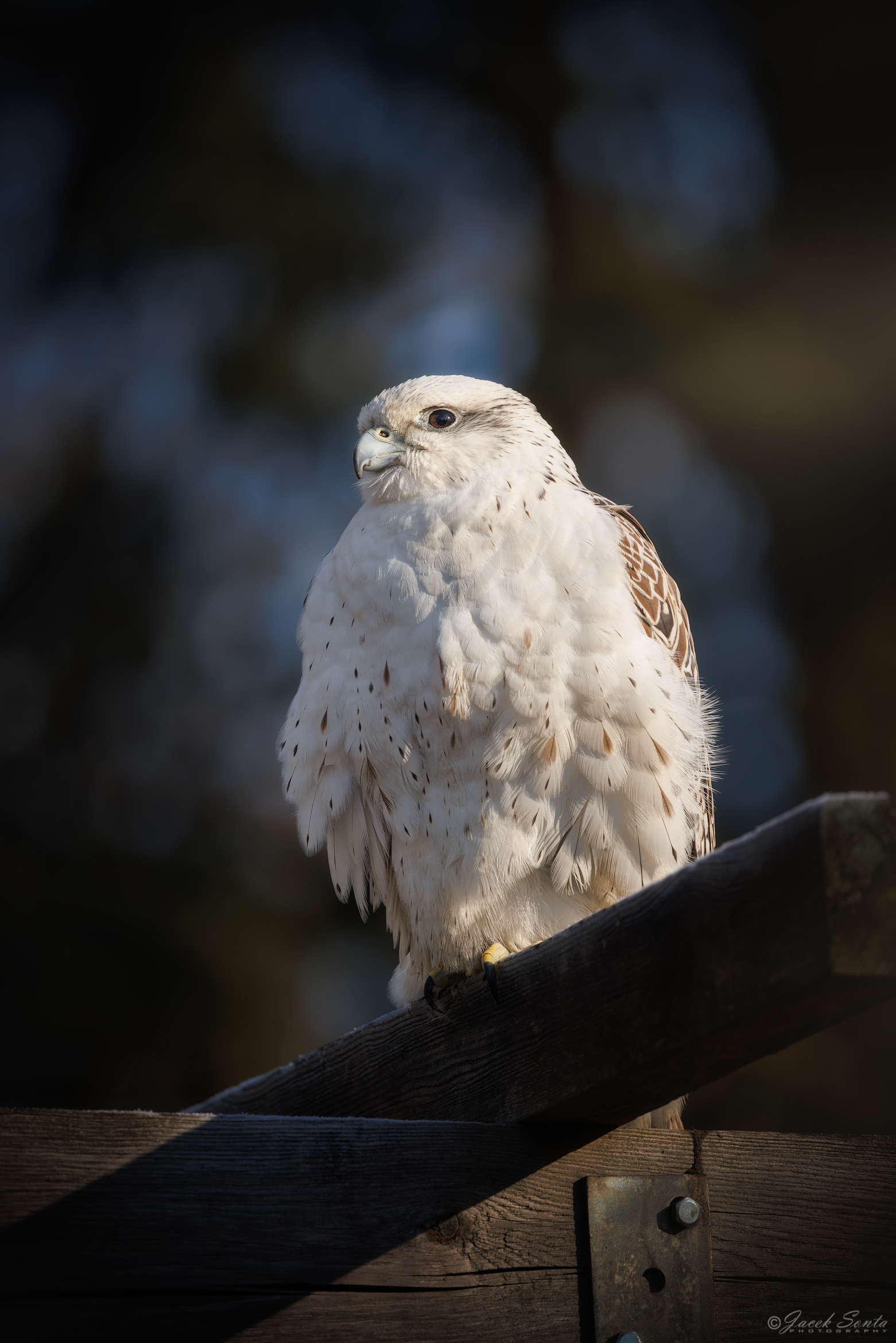 ID26022026 - Białozór - Gerfalcon