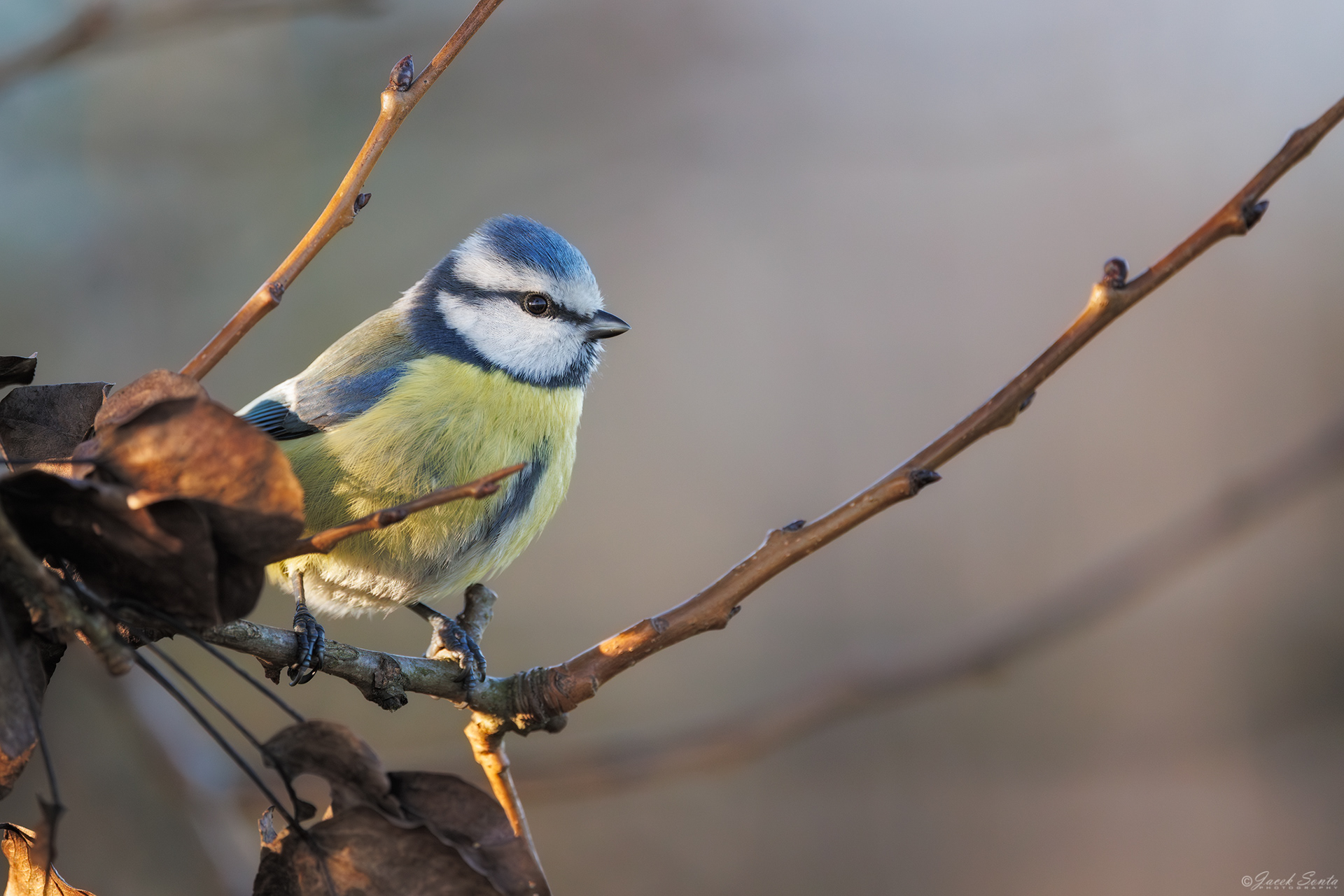 ID191225 - Modraszka - Blue tit #2