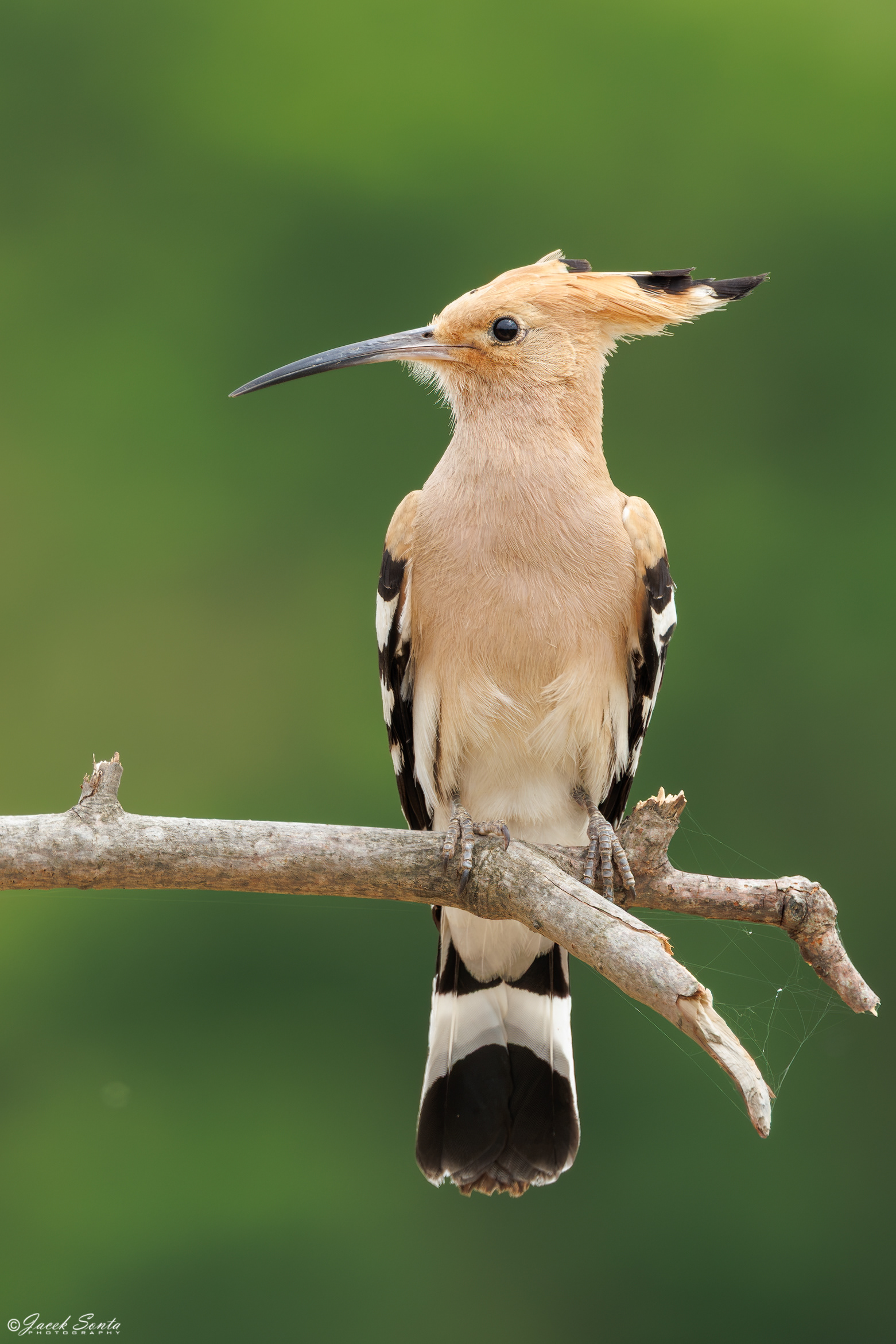 ID220626 - Dudek-Upupa epops-Hoopoe #4