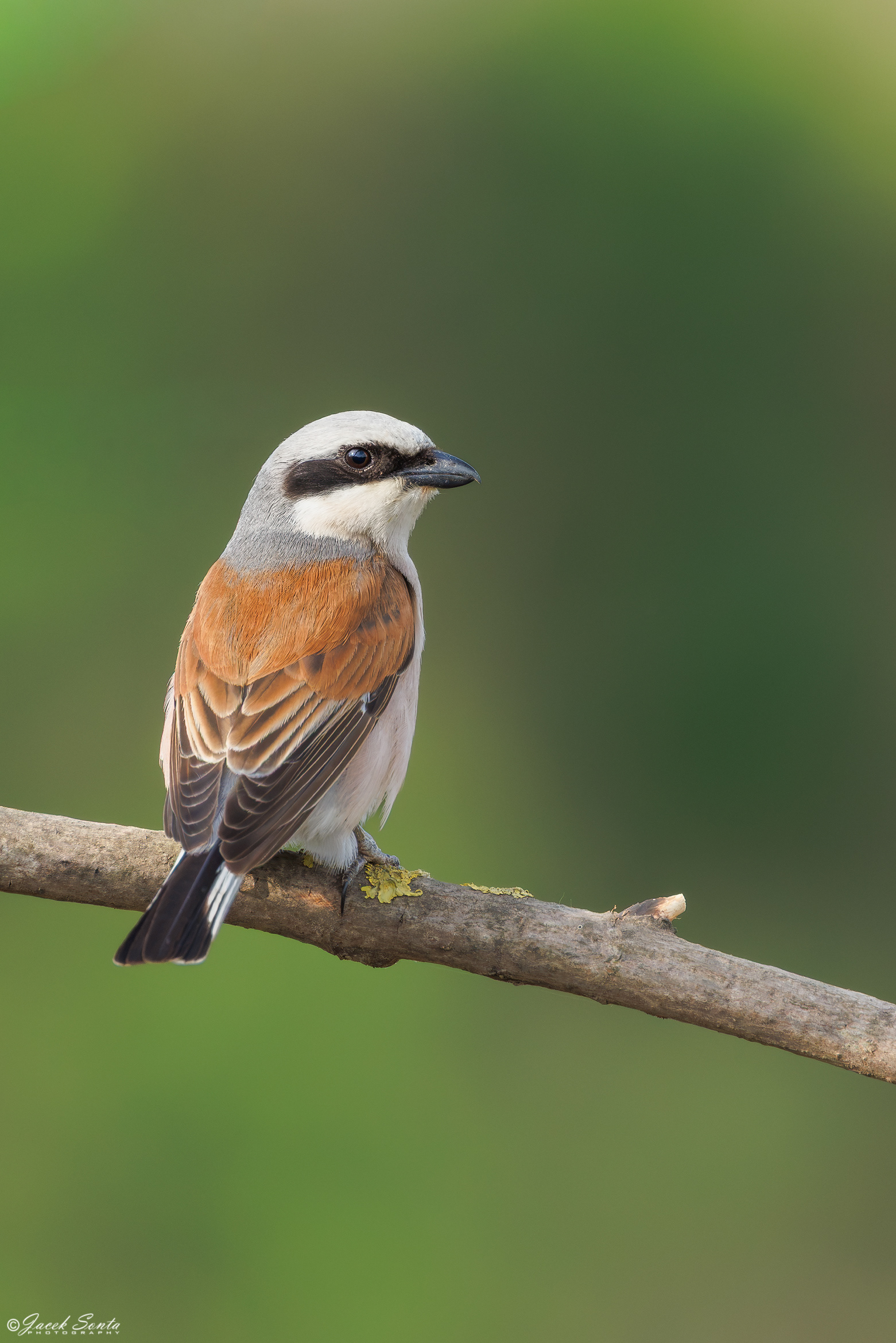 ID210626 - Gąsiorek-Lanius collurio-Red backed shrike