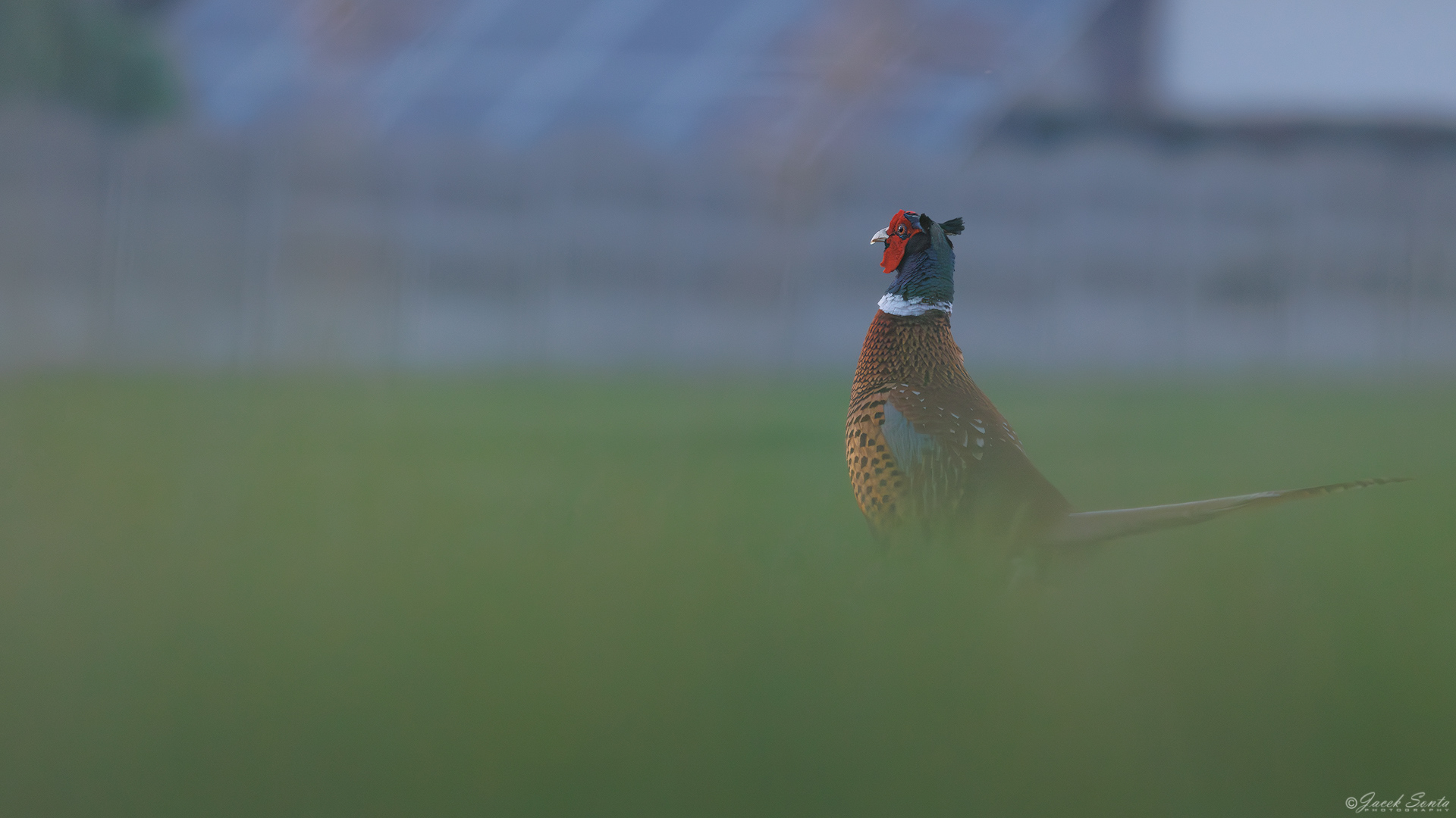 ID020526 - Bażant-Phasianus colchicus-Pheasant