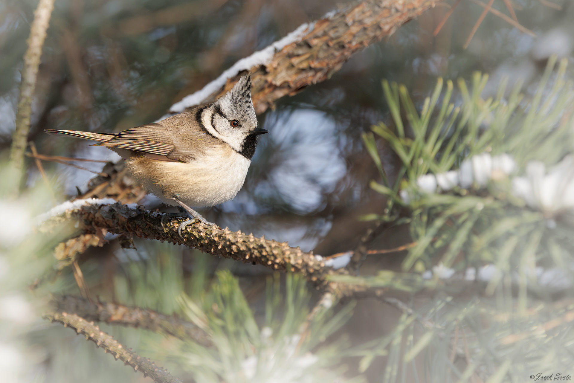ID100126 - Sikora czubatka - Crested tit
