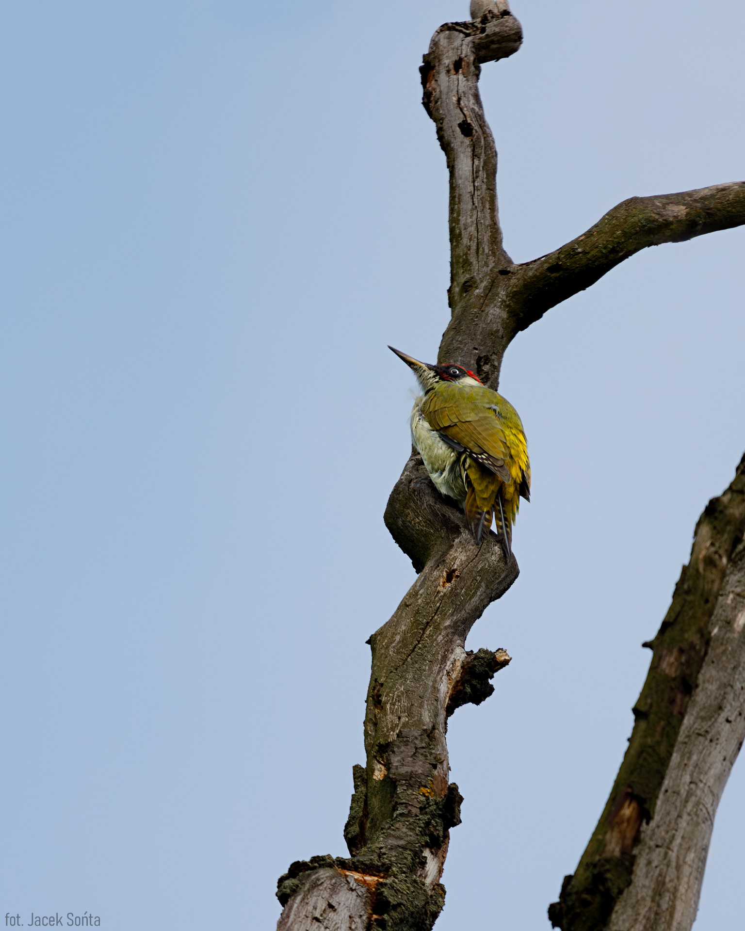 ID061023-Dzięcioł zielony