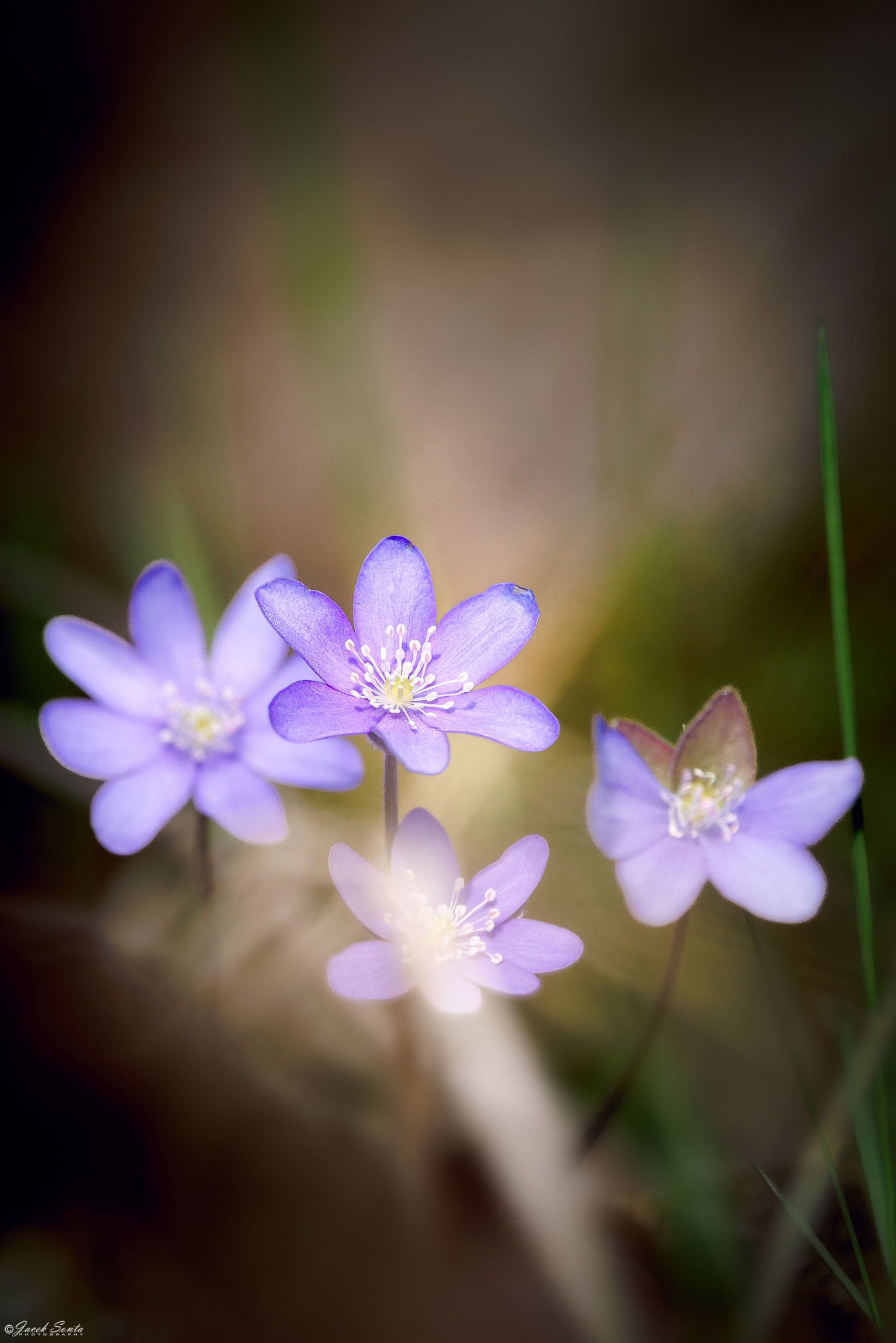 ID120426 - Przylaszczka