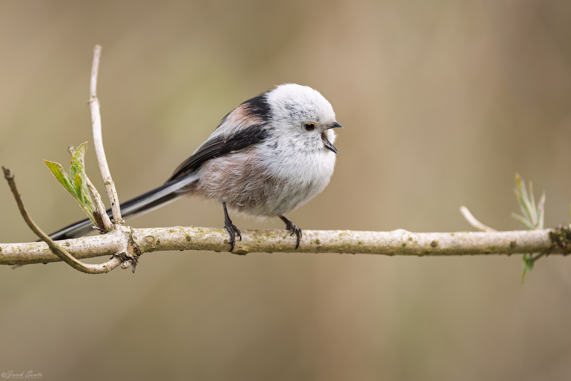 ID040426 - Raniuszek-Aegithalos caudatus-Long-tail tit #2