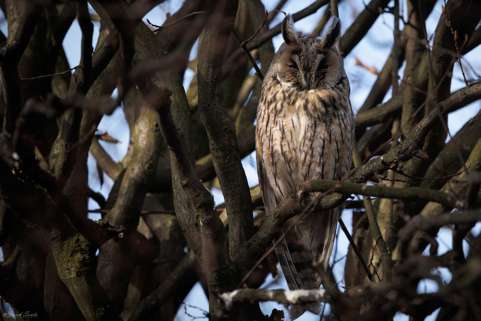 ID230226 - Sowa uszata - Long-eared owl #2