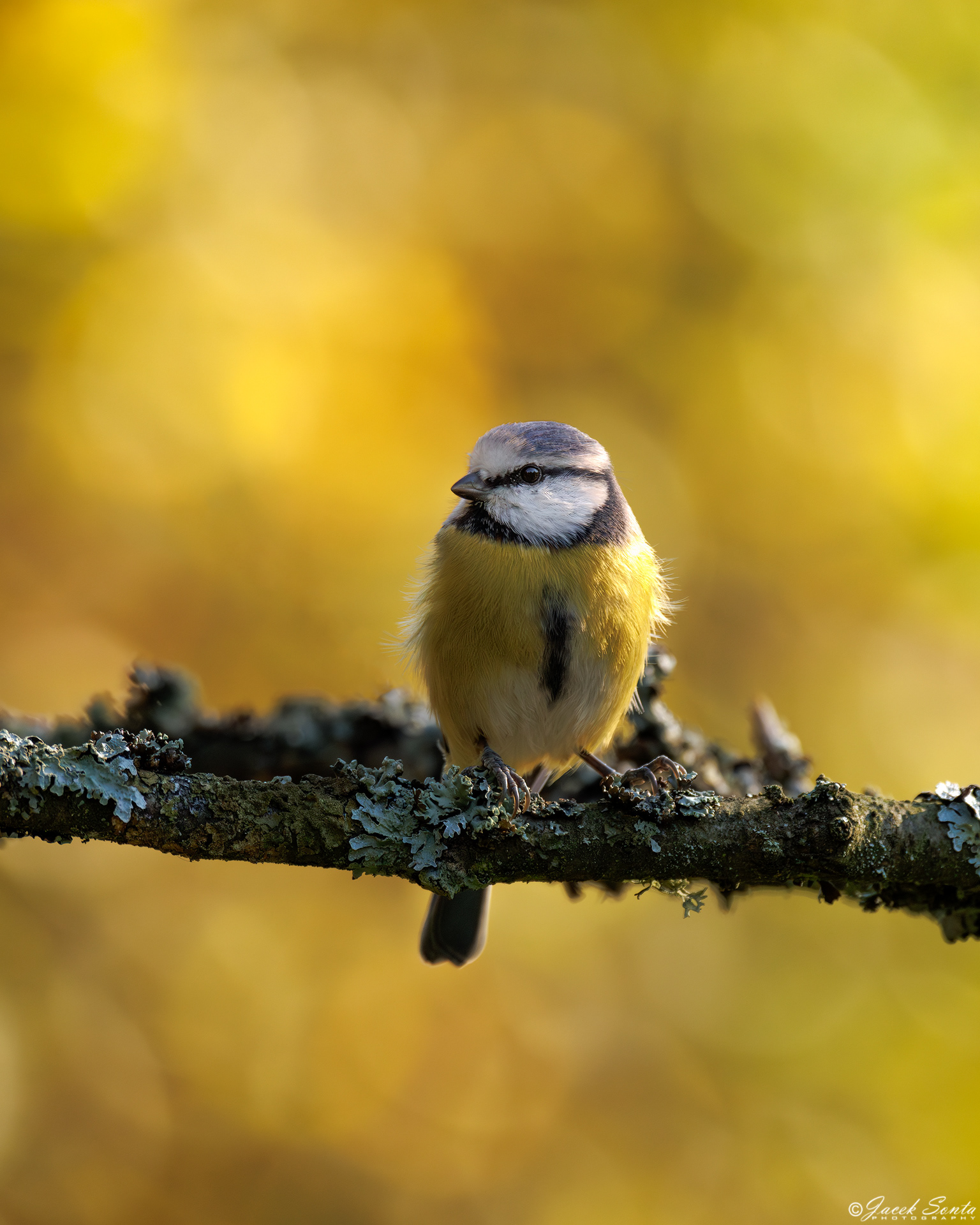 ID161024 - Modraszka - Bule tit