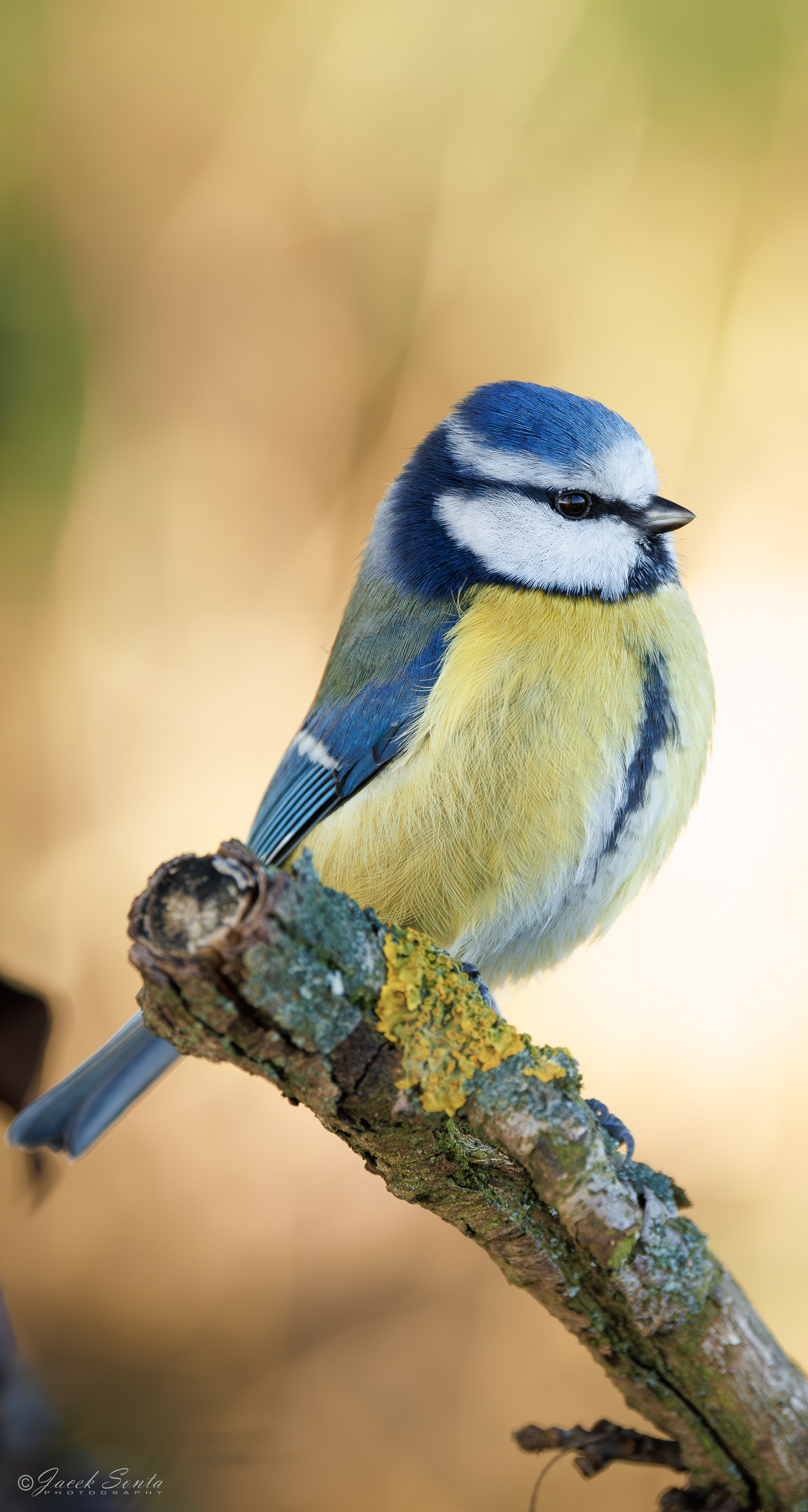 ID191225 - Modraszka - Blue tit #5