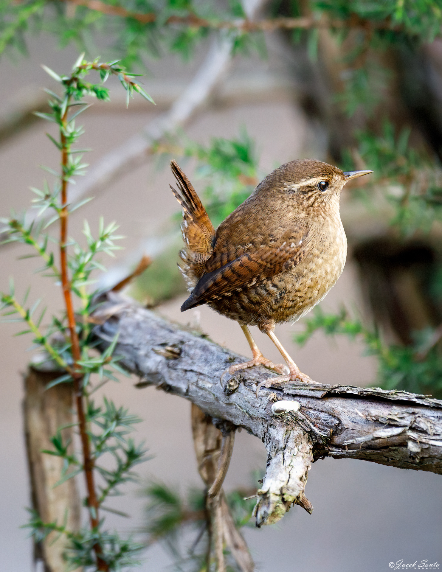 ID291223-Strzyżyk_3