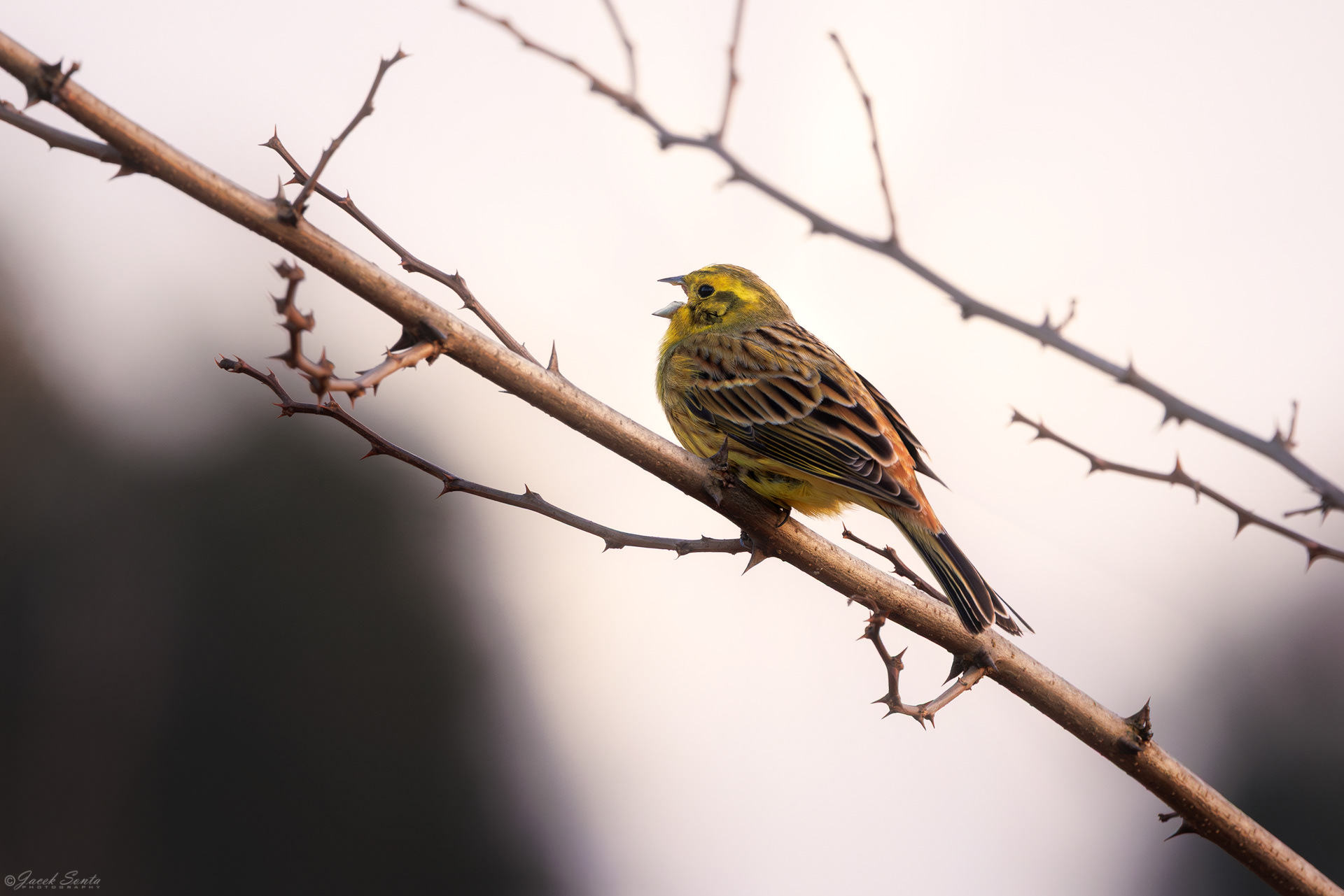 ID270226 - Trznadel - Yellowhammer