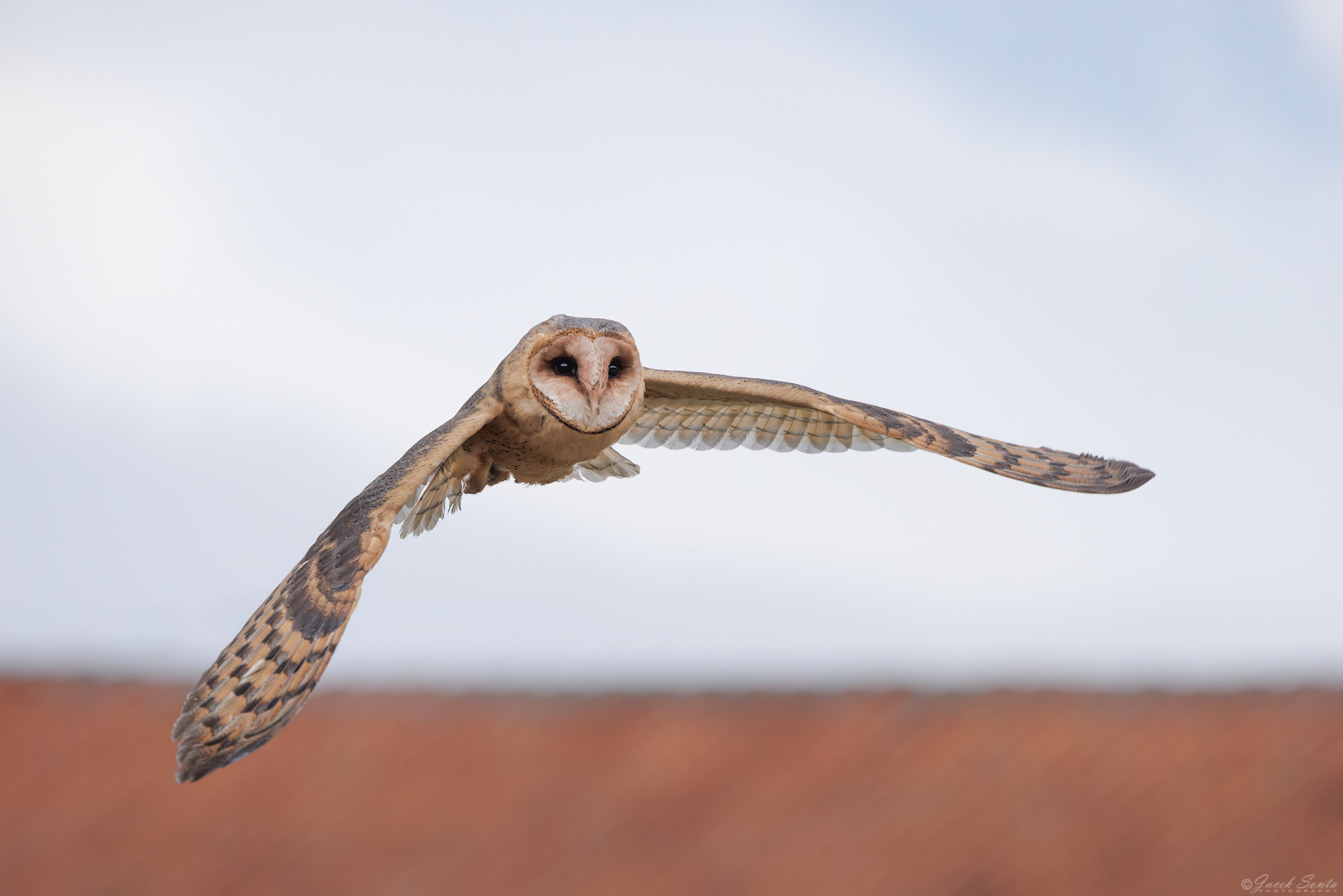 ID170326 - Płomykówka-Tyto alba-Barn owl #4