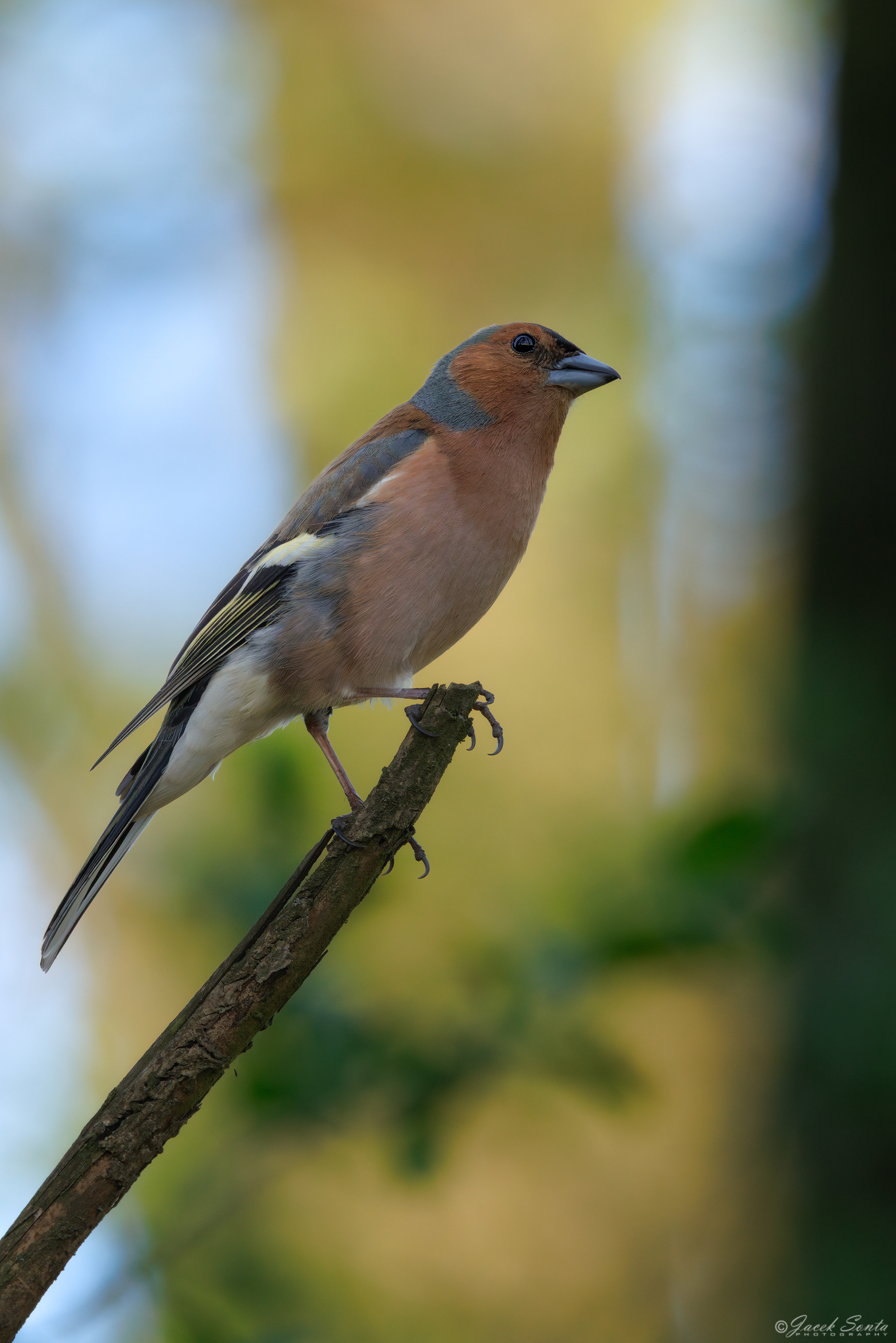 ID020526 - Zięba-Fringilla coelebs-Finch #2